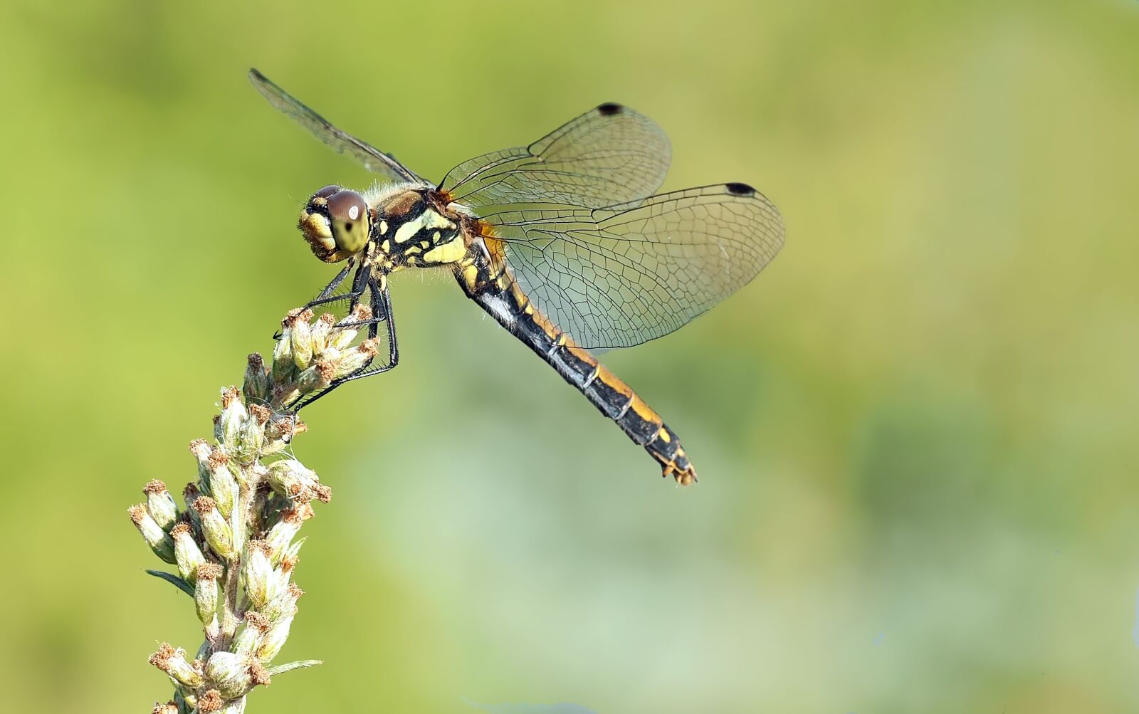 Olympus OM-D E-M5 sample photo. Black heath dragonfly, sympetrum photography