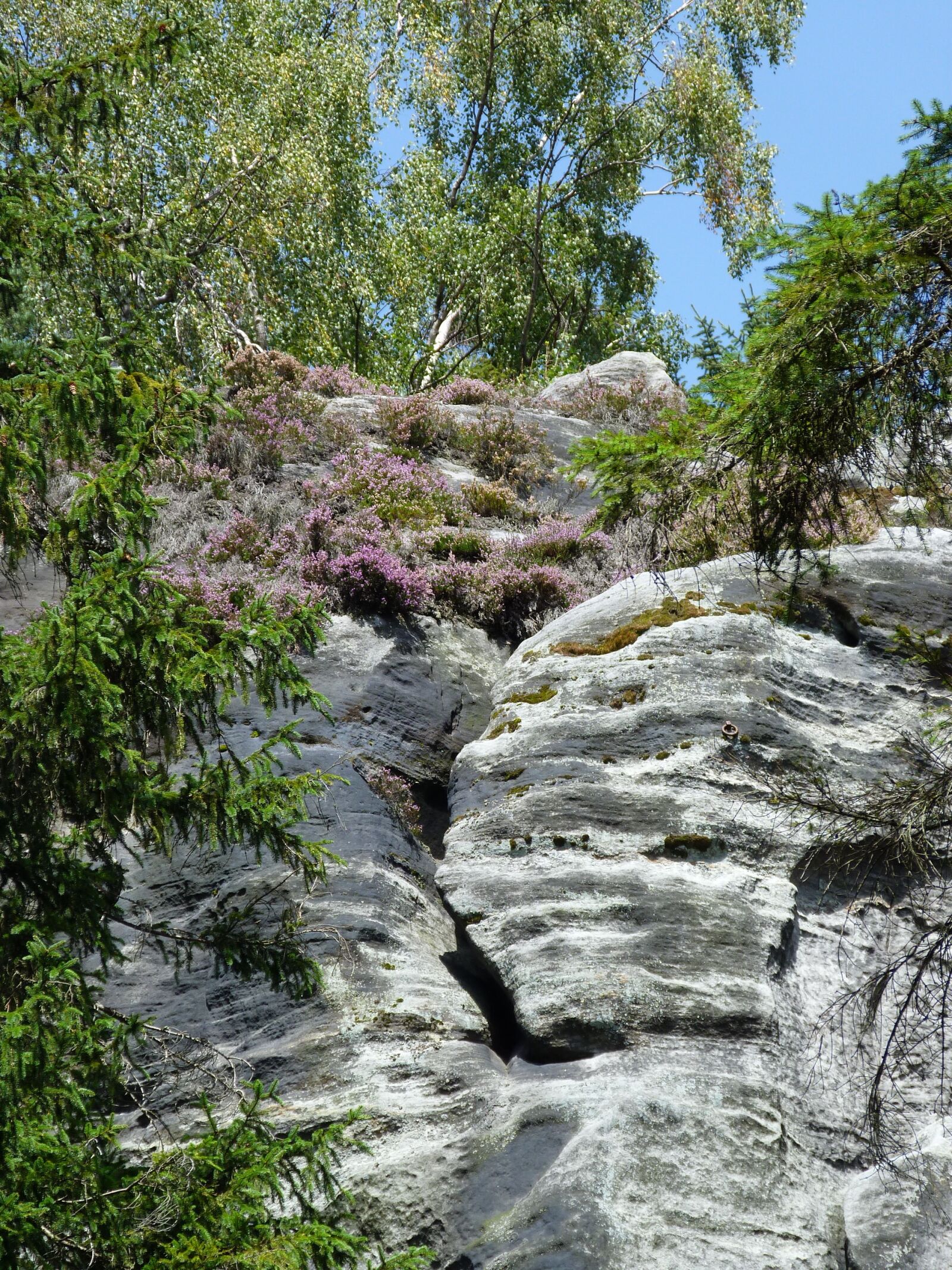 Panasonic Lumix DMC-FZ40 (Lumix DMC-FZ45) sample photo. Rock, flowers, teplice photography