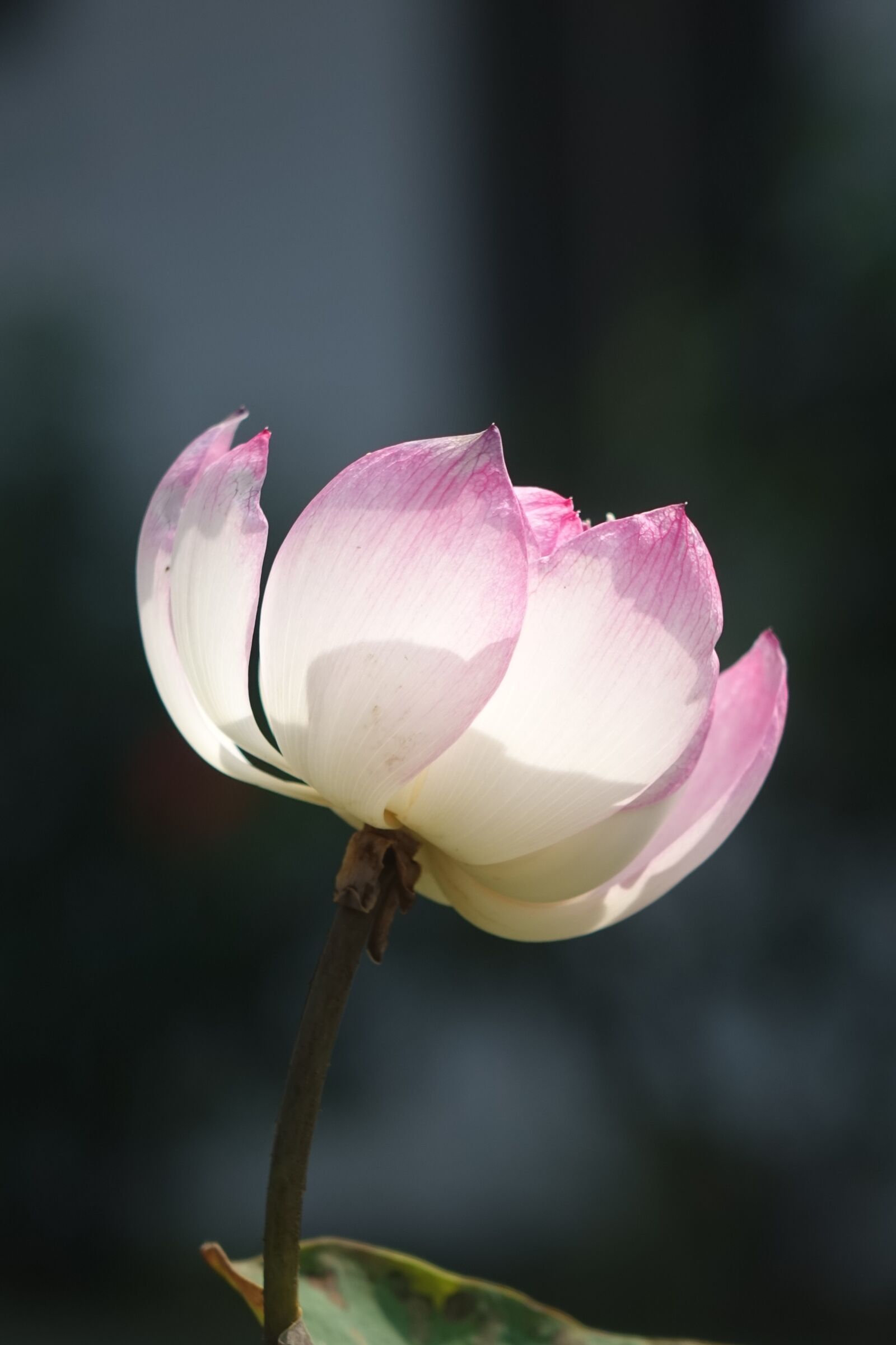 Sony Cyber-shot DSC-RX10 sample photo. Lotus, pink, water lotus photography