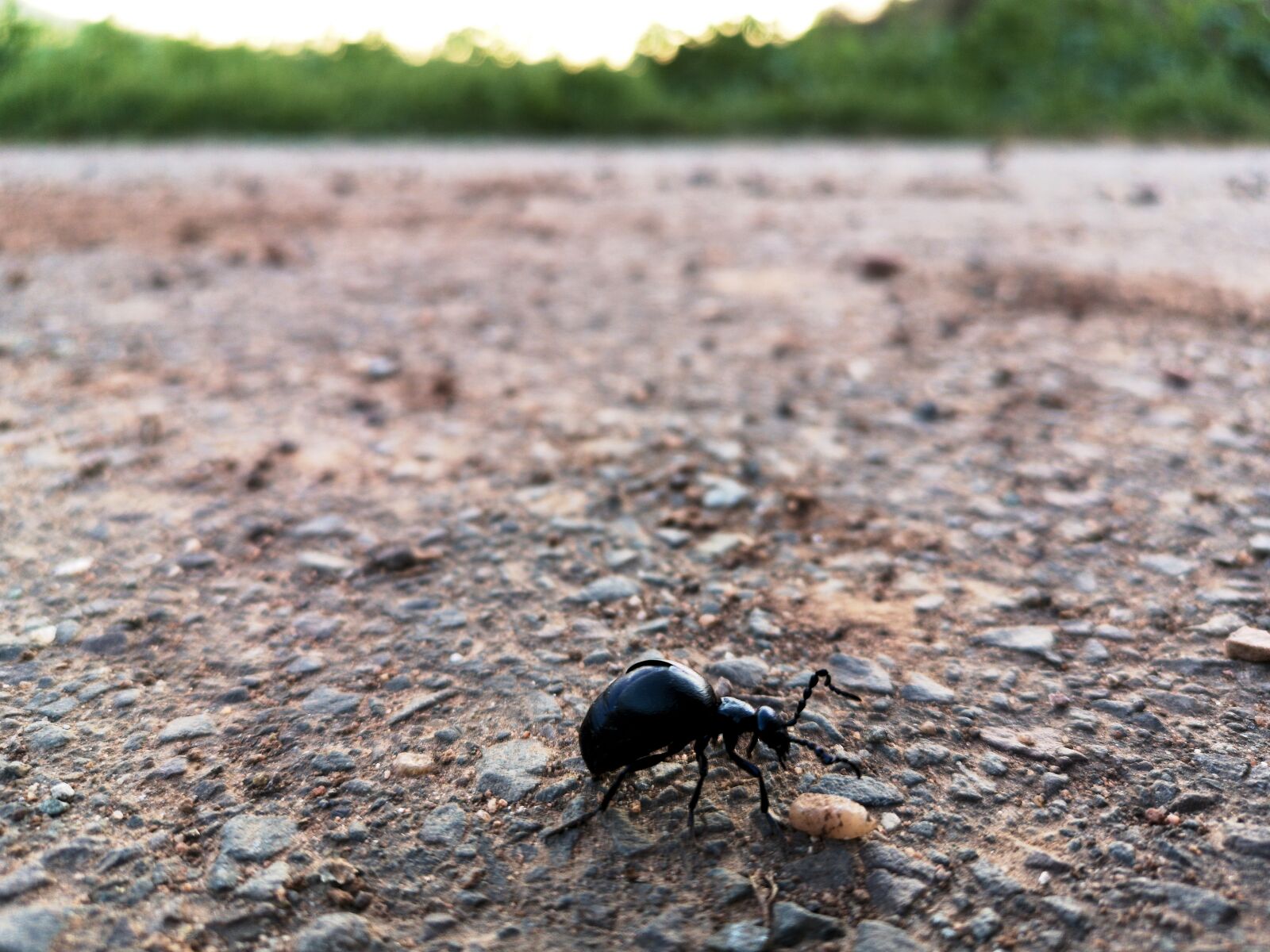 HUAWEI CLT-L29 sample photo. Beetle, black, horizon photography