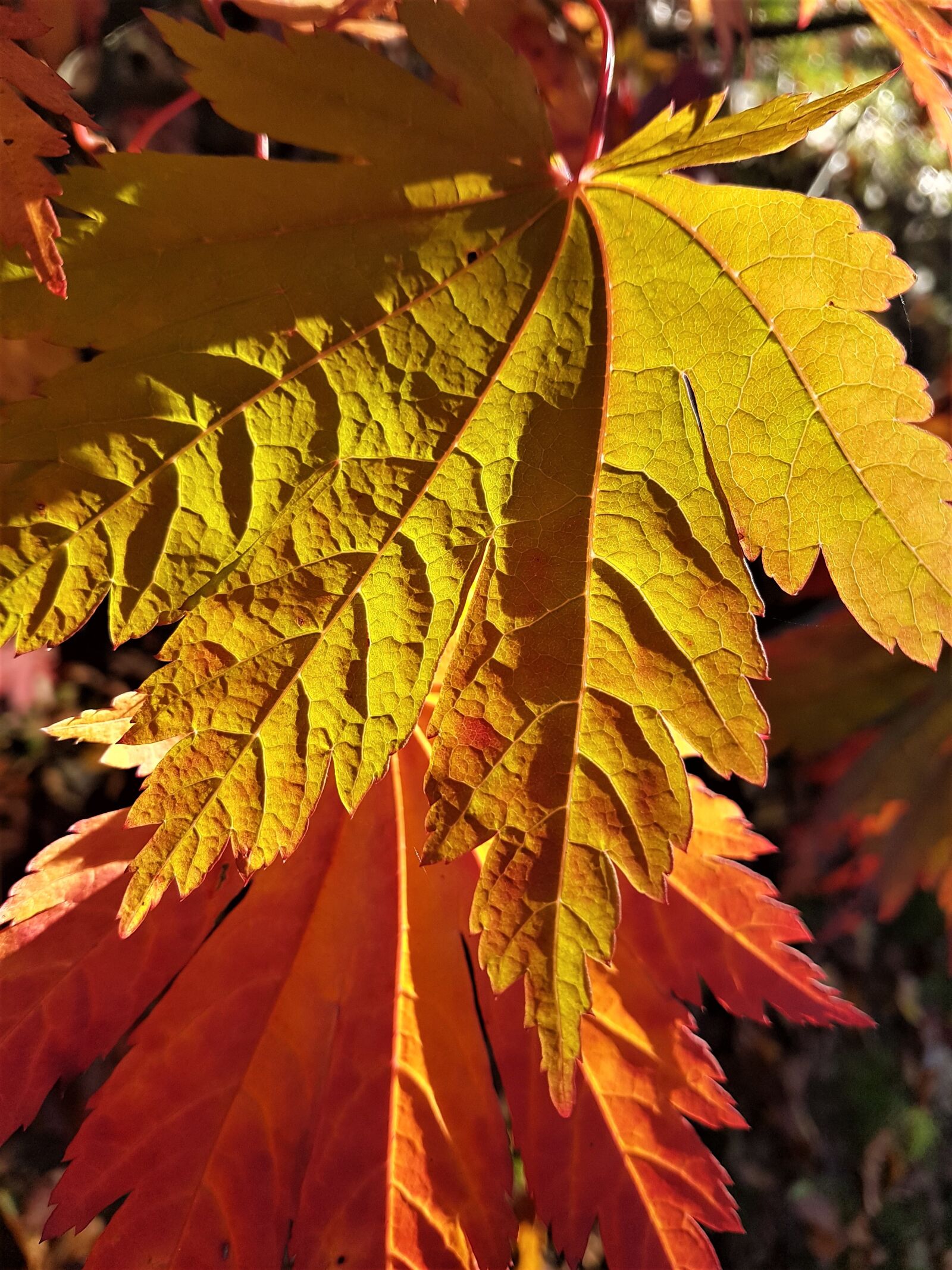 Samsung Galaxy S7 Edge sample photo. Leaves, autumn, texture photography