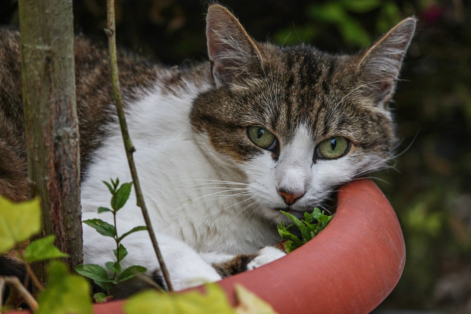 Canon EOS 1100D (EOS Rebel T3 / EOS Kiss X50) sample photo. Cat, domestic cat, flowerpot photography