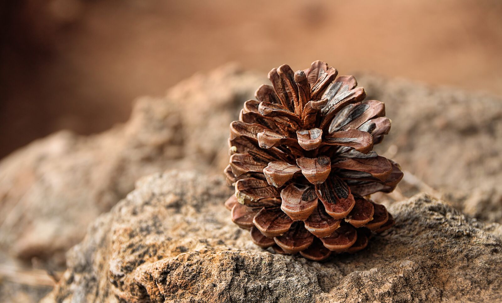 Canon EOS 1300D (EOS Rebel T6 / EOS Kiss X80) sample photo. Pine cones, pine, fruit photography