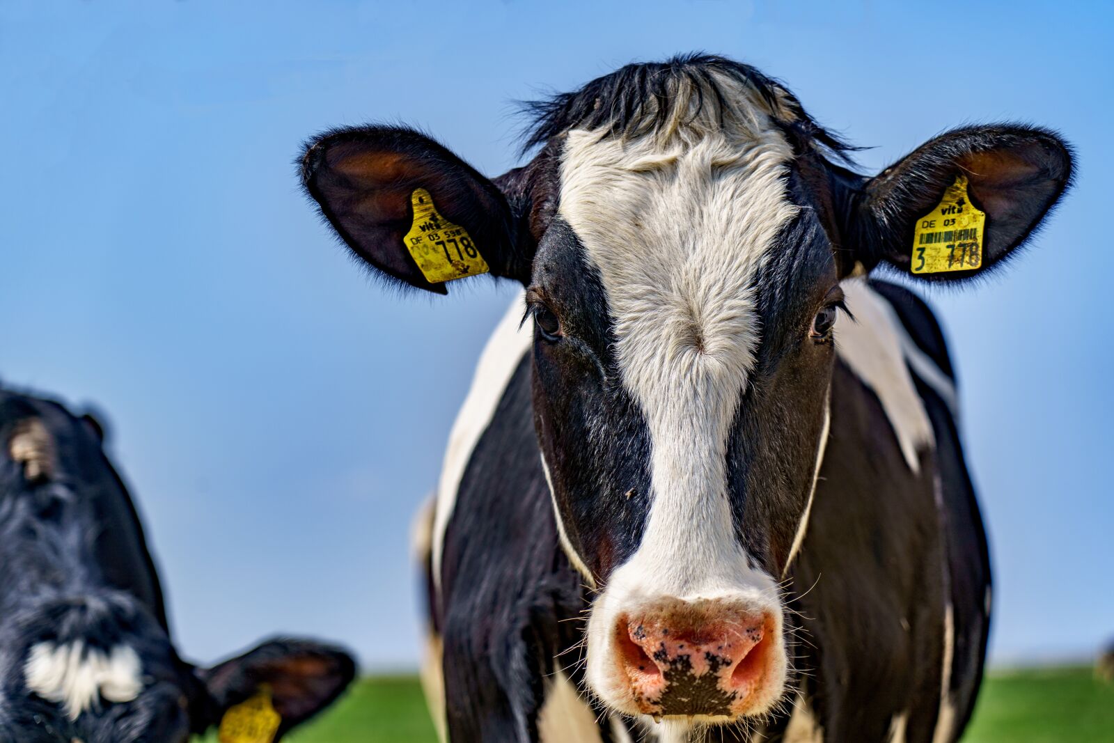 Sony FE 24-105mm F4 G OSS sample photo. Cow, pasture, sky photography