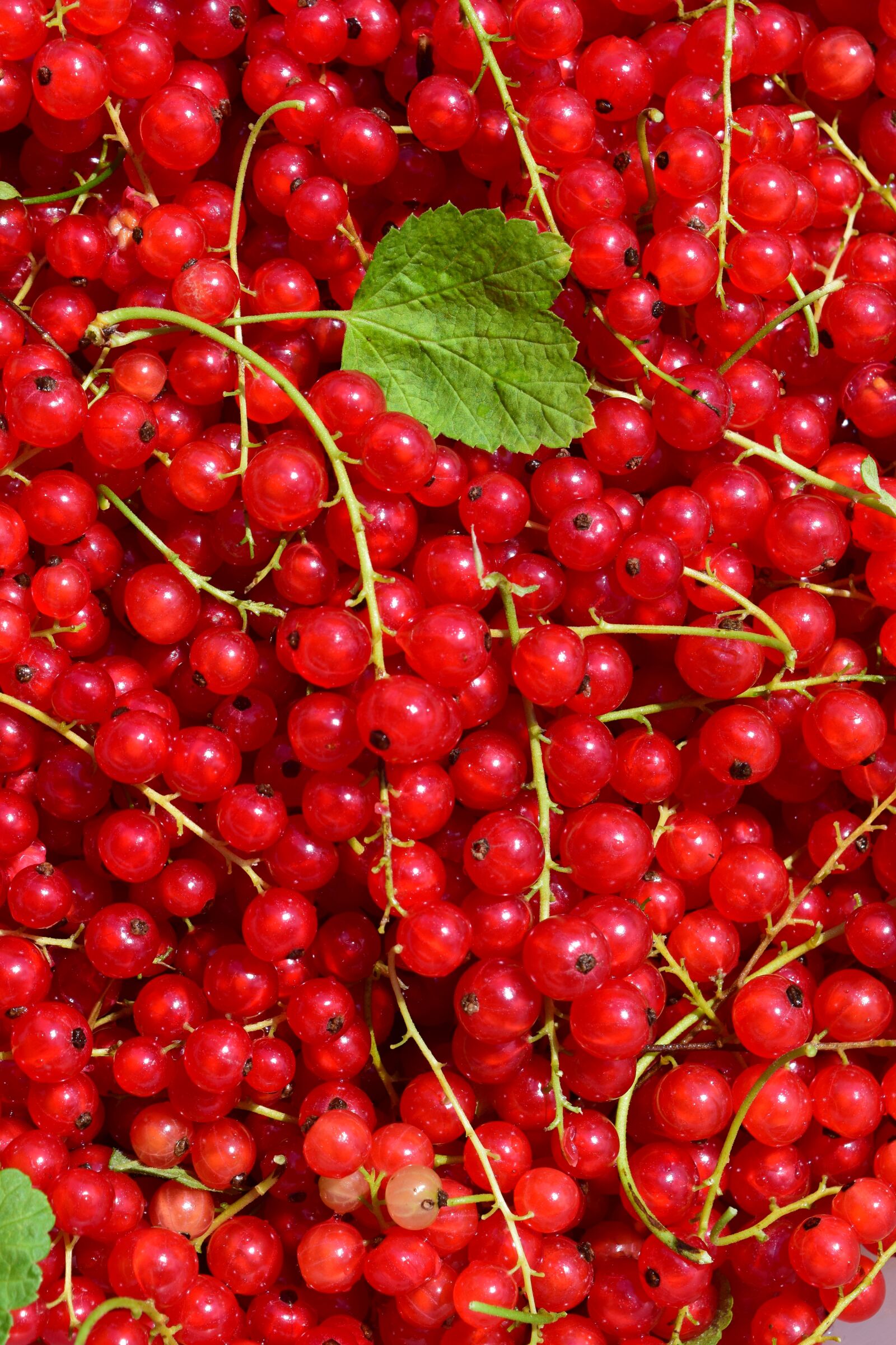 Nikon D3300 sample photo. Currants, red, red currant photography