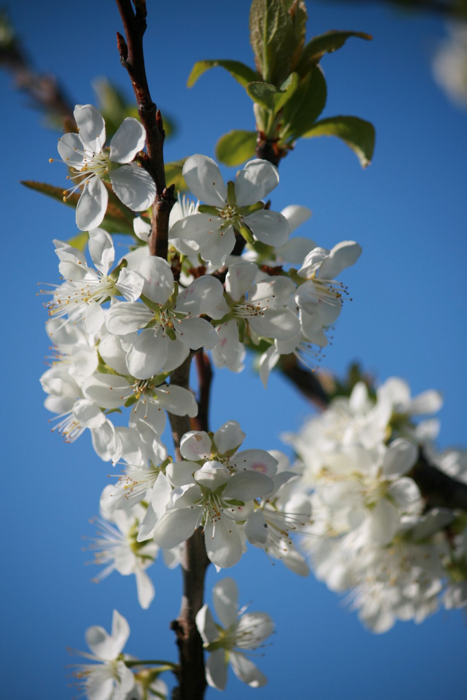 Canon EOS 400D (EOS Digital Rebel XTi / EOS Kiss Digital X) sample photo. Blossom, bloom, apple photography