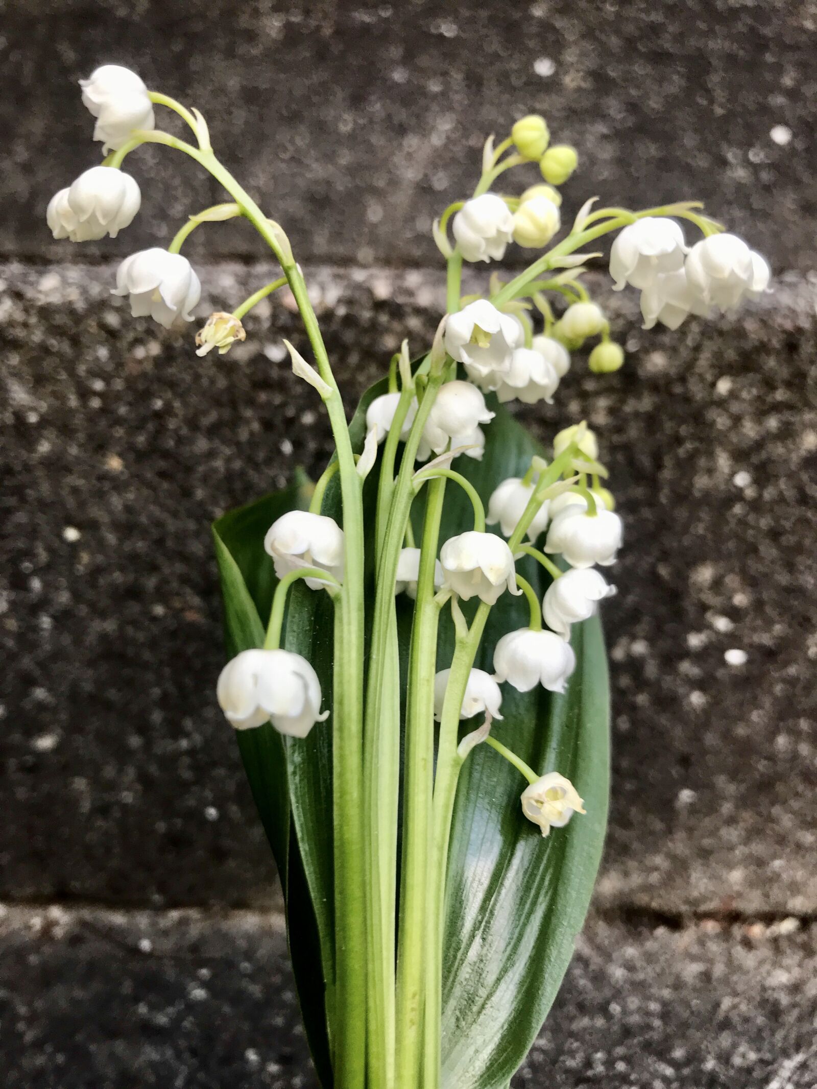iPhone 7 back camera 3.99mm f/1.8 sample photo. Lily of the valley photography