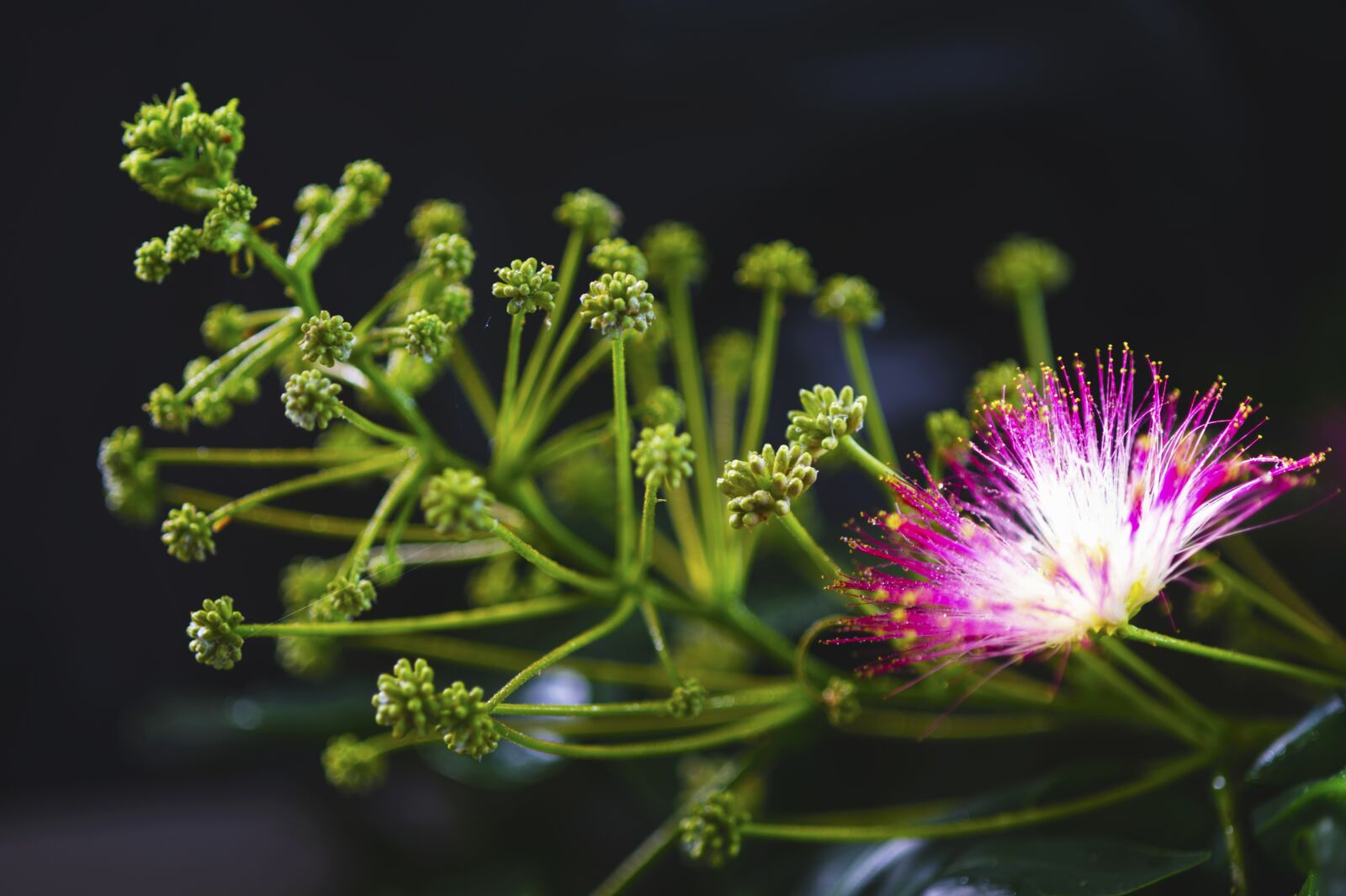 Nikon D3S sample photo. Flowers, summer flowers, spoor photography