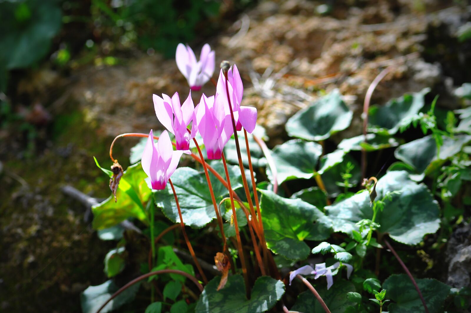 Nikon D90 sample photo. Cyclamen, flower, nature photography