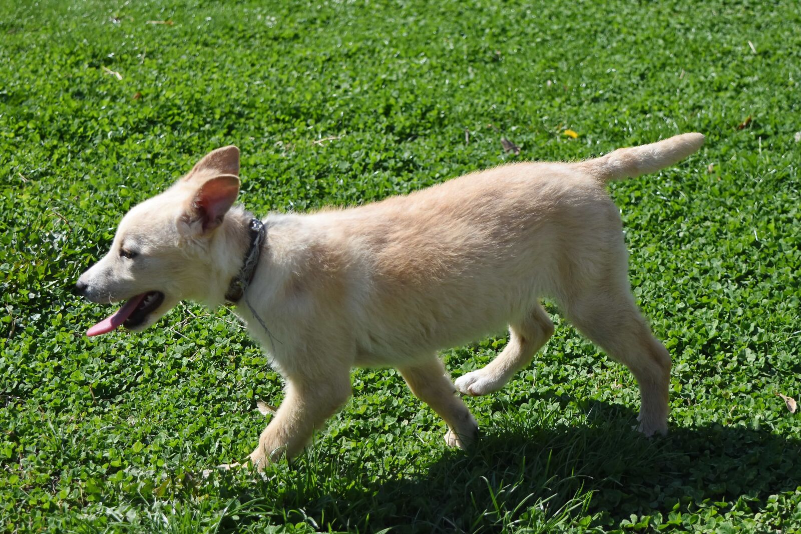 Nikon D5500 sample photo. Lawn, grass, animal, canine photography