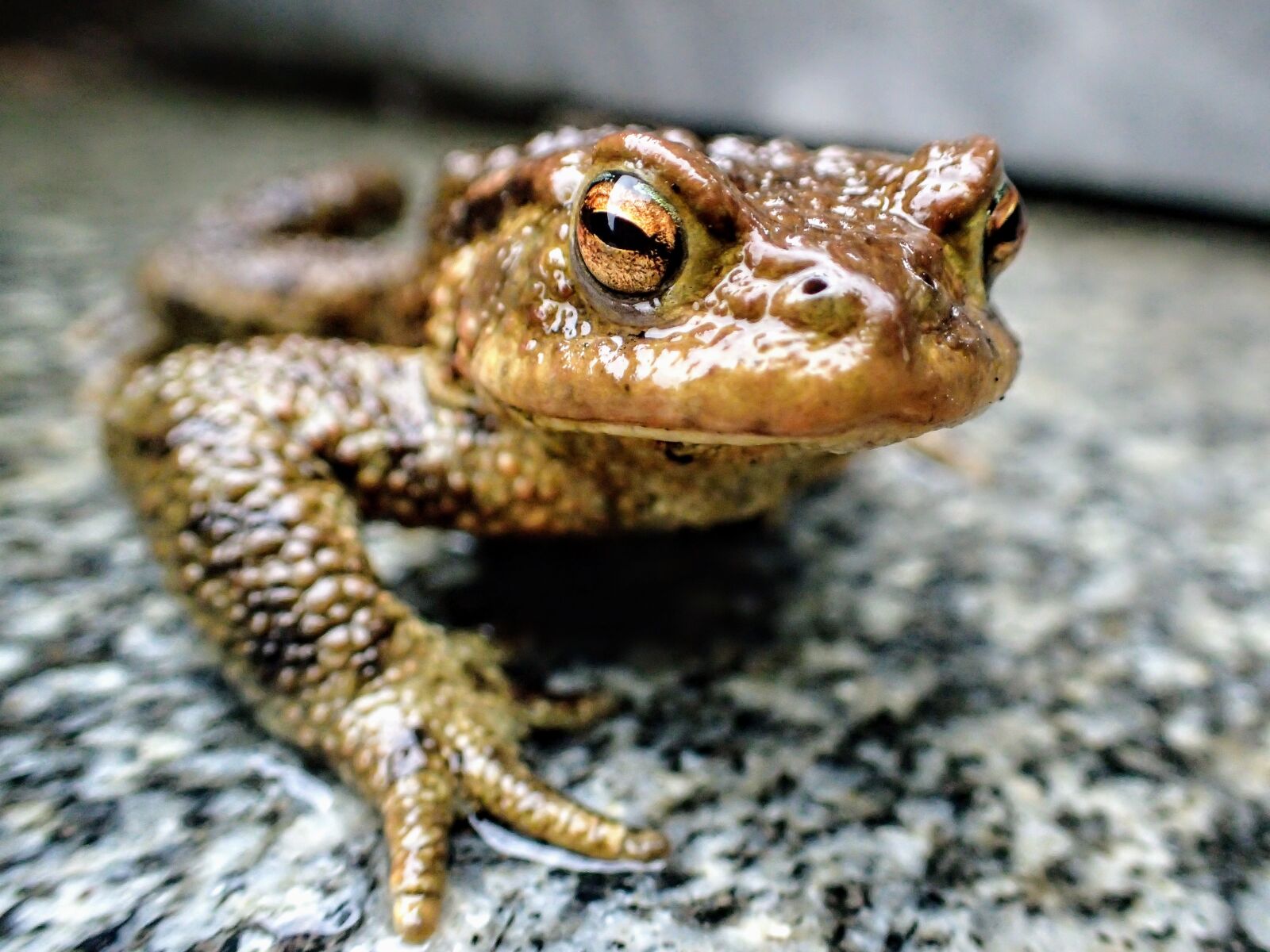 Olympus TG-4 sample photo. Frog, amphibian, nature photography