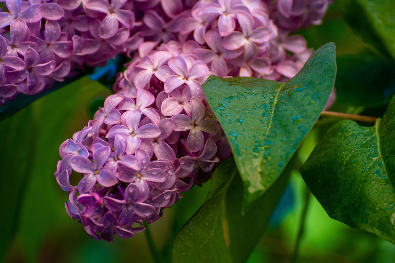 Sony a6500 sample photo. Lilacs, flowers, spring photography