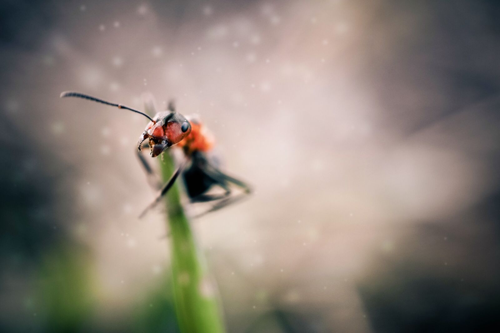 Nikon D7200 sample photo. Ant, insects, macro photography