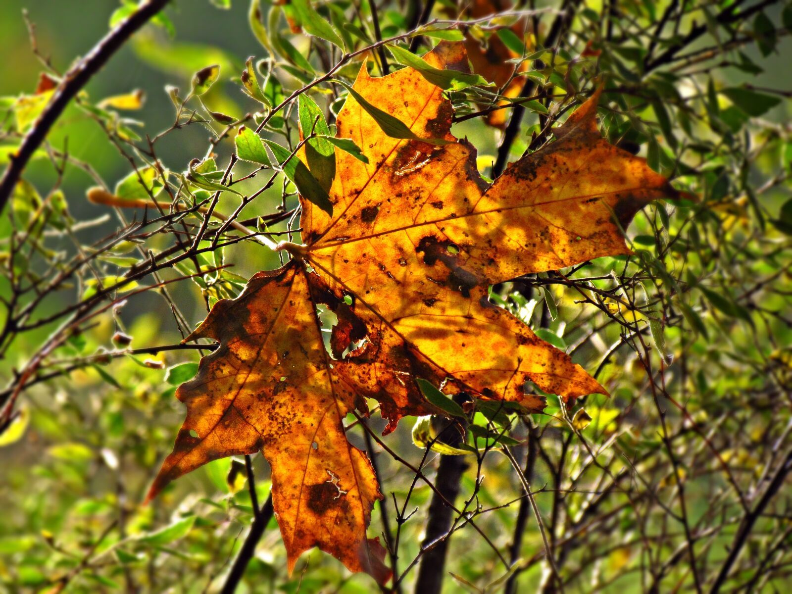 Canon PowerShot SX30 IS sample photo. Autumn, foliage, red photography