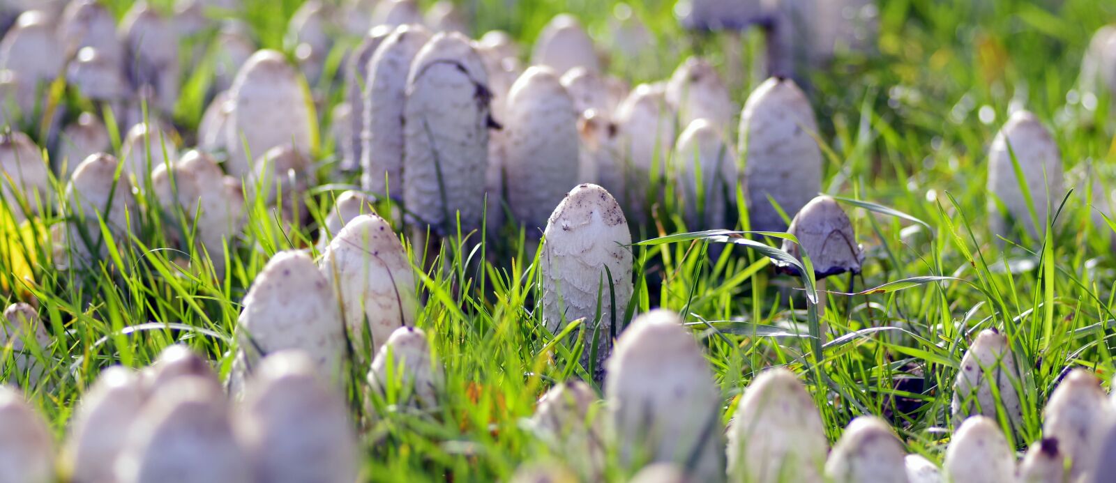 Pentax K-S2 sample photo. Mushrooms, a lot of photography
