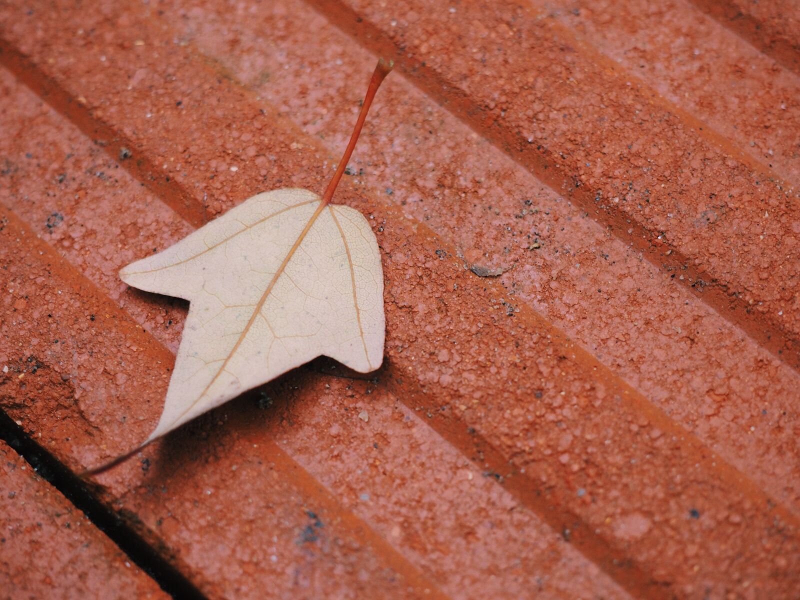 Olympus PEN E-PL7 sample photo. The scenery, plant, photography photography