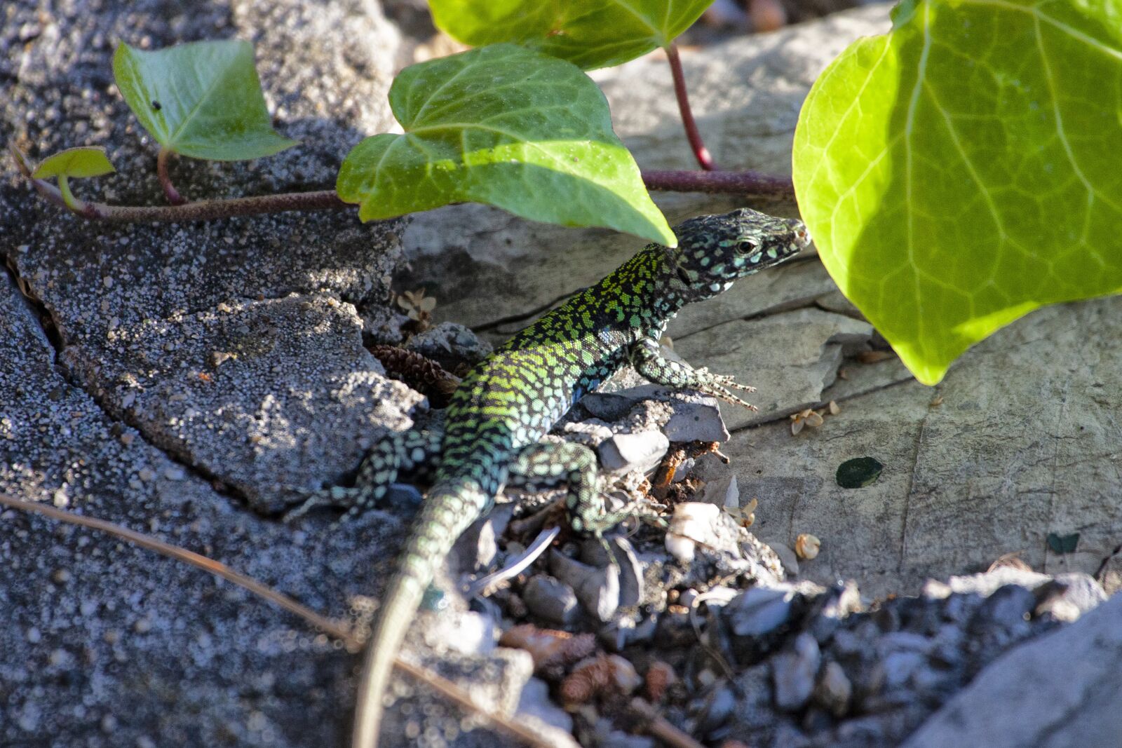 Canon EOS 5D Mark II sample photo. Lizard, animal, reptile photography