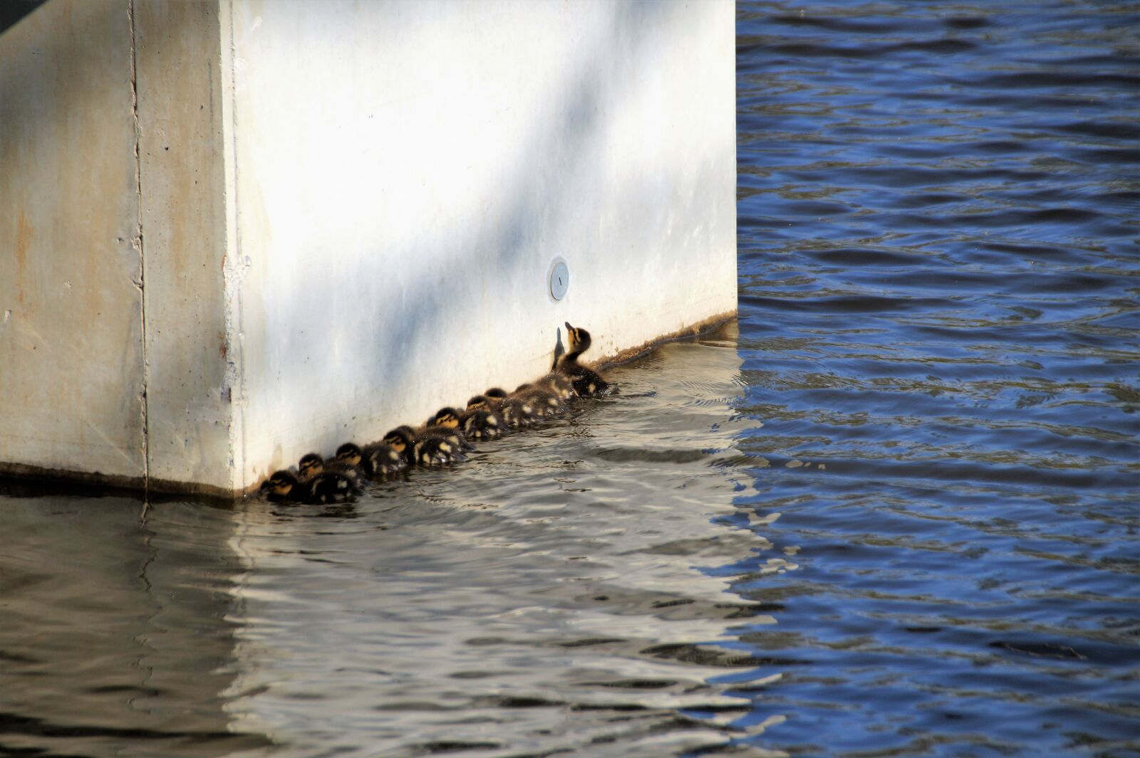 Sony SLT-A58 sample photo. Ducks, duck, wild photography