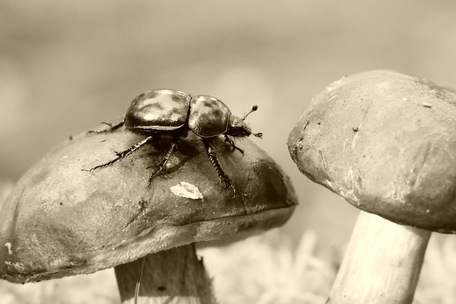 Panasonic Lumix DMC-FZ200 sample photo. Forest beetle, the beetle photography