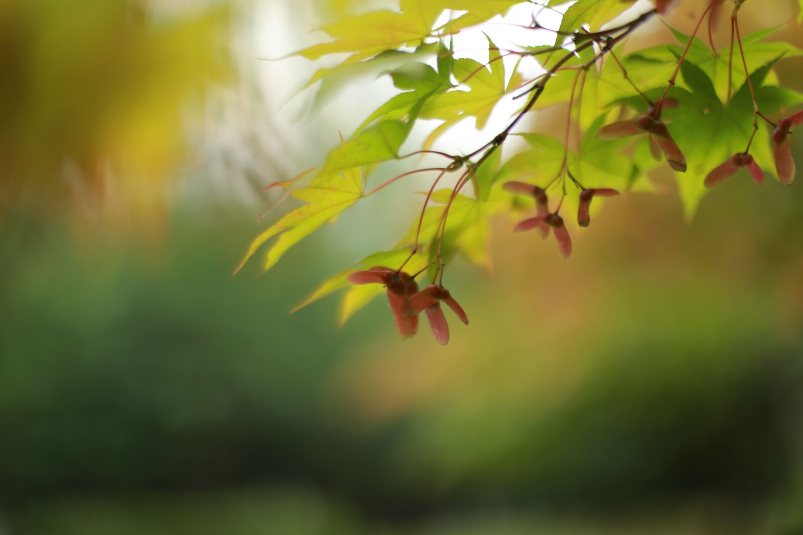 Canon EOS 6D + Canon EF 50mm F1.4 USM sample photo. Autumn leaves, maple leaf photography