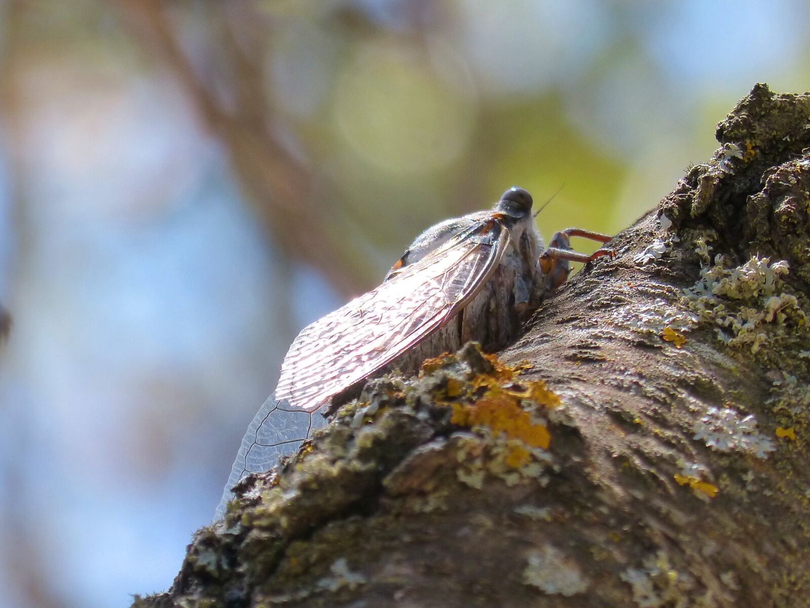 Panasonic DMC-FZ62 sample photo. Cicada, trunk, summer cri photography