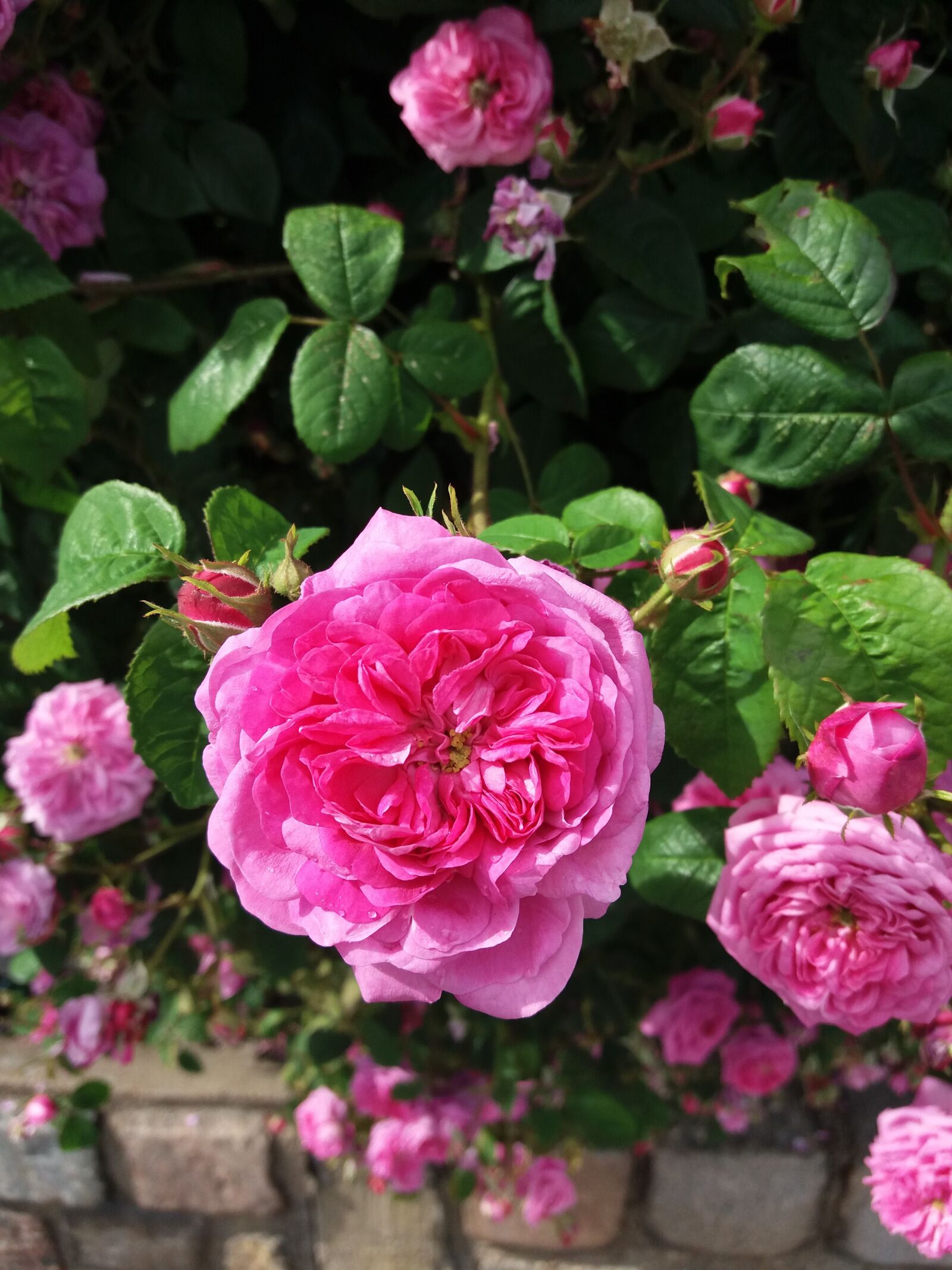 Samsung SM-J500FN sample photo. Rose, pink, flowers photography