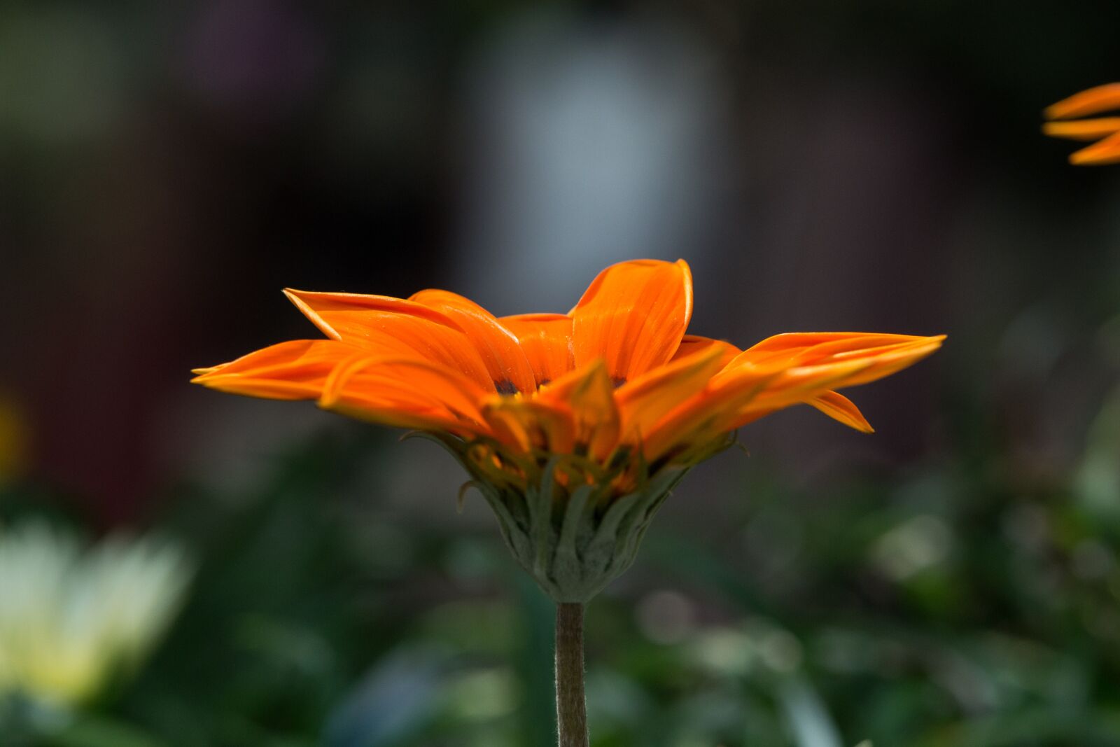 Nikon D3100 sample photo. Flower, nature, plant photography