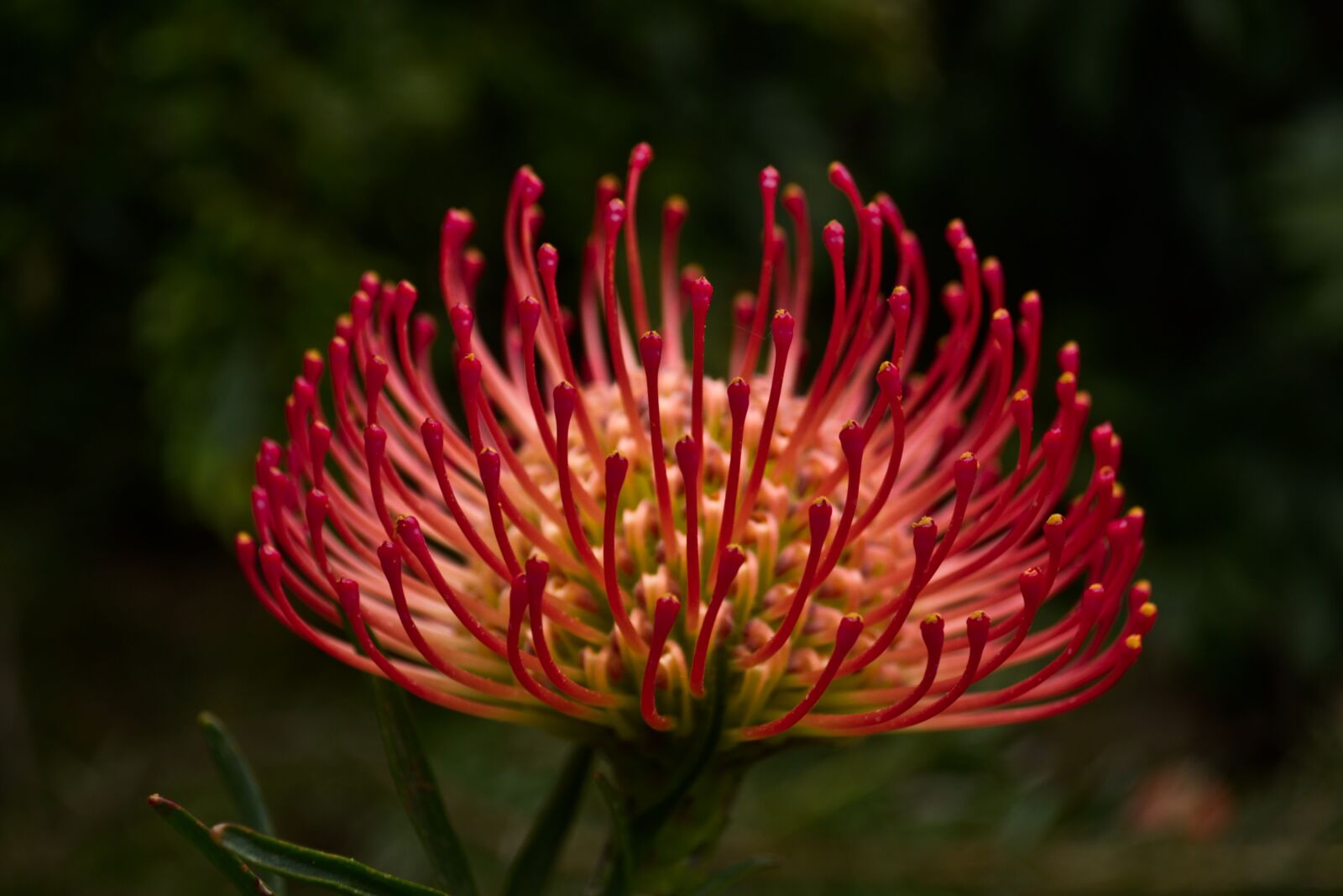 Nikon D3100 sample photo. Flower, garden, exotic photography