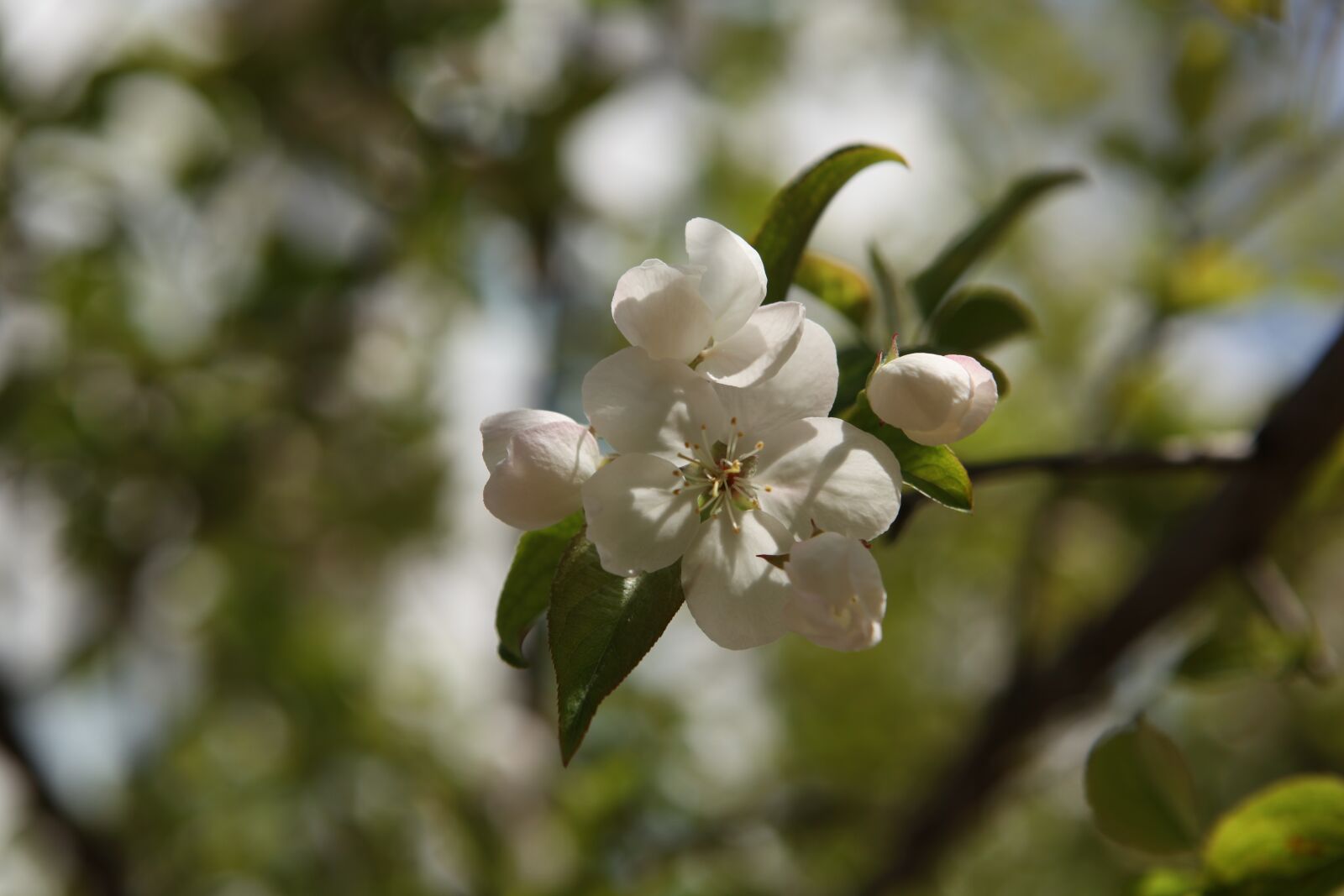 Canon EOS 5D Mark II sample photo. Begonia flower, beijing, spring photography