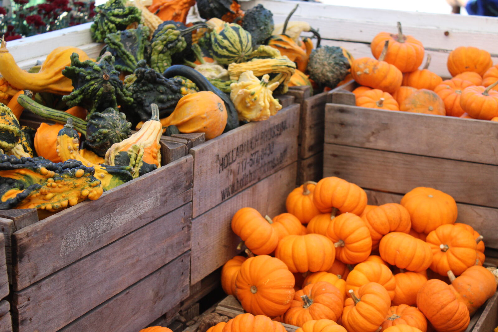 Canon EOS 1200D (EOS Rebel T5 / EOS Kiss X70 / EOS Hi) sample photo. Fall, october, pumpkin photography