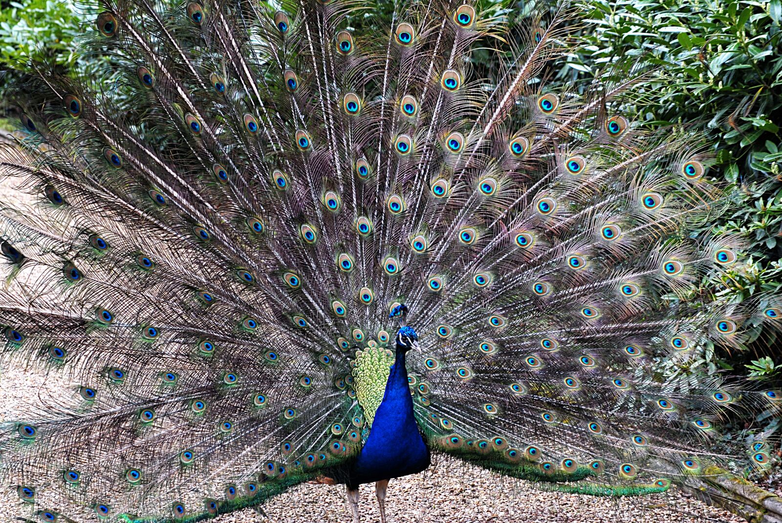 Nikon D200 sample photo. Peacock, bird, feather photography