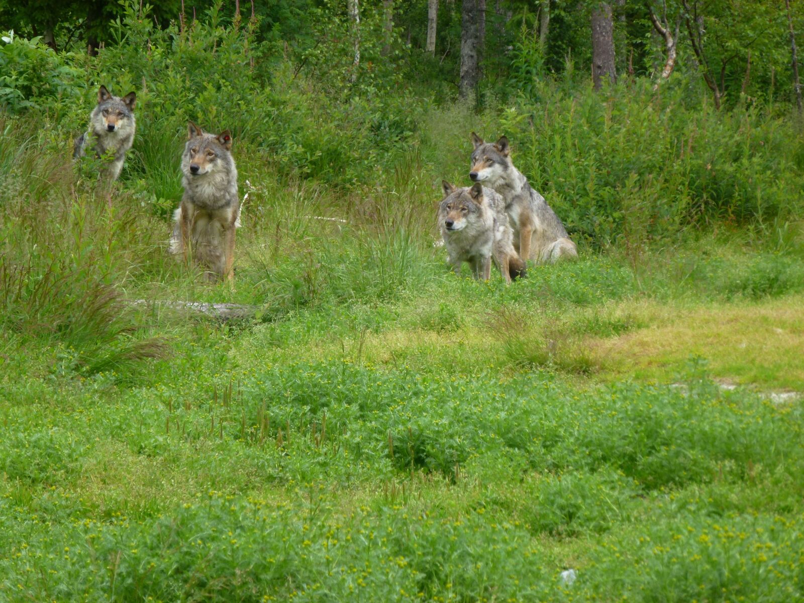 Panasonic Lumix DMC-ZS10 (Lumix DMC-TZ20 / Lumix DMC-TZ22) sample photo. Wolf, predators, hunter photography