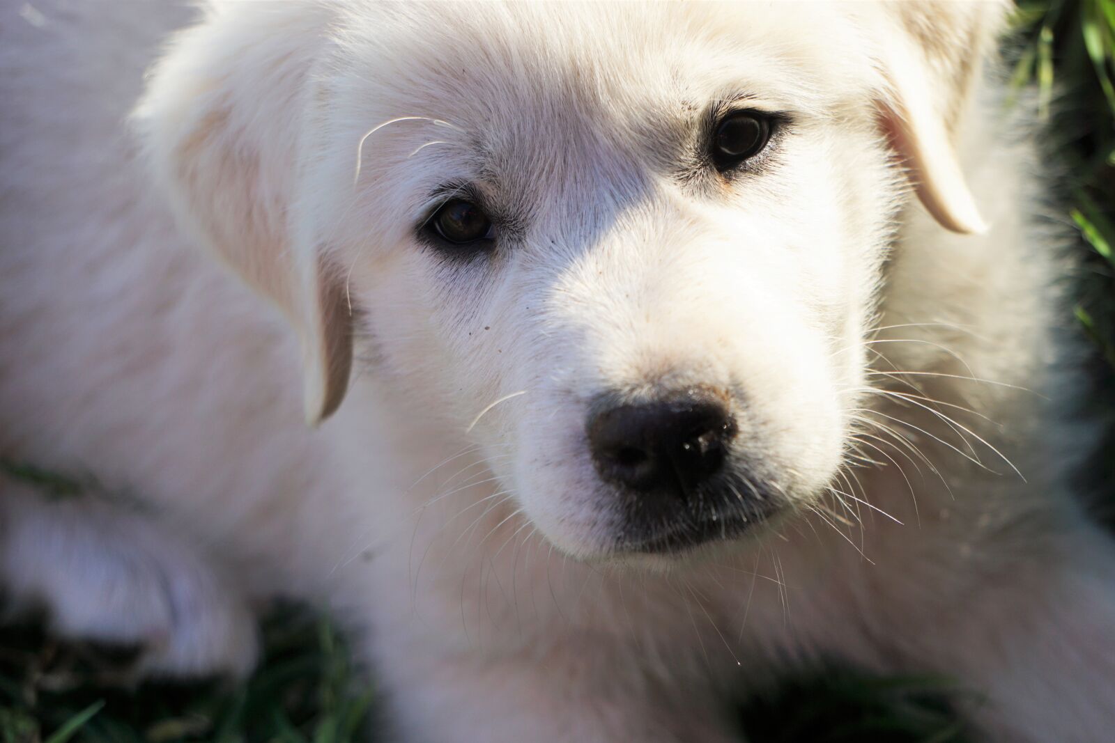 Sony a6000 sample photo. Baby, dog, dog, puppy photography
