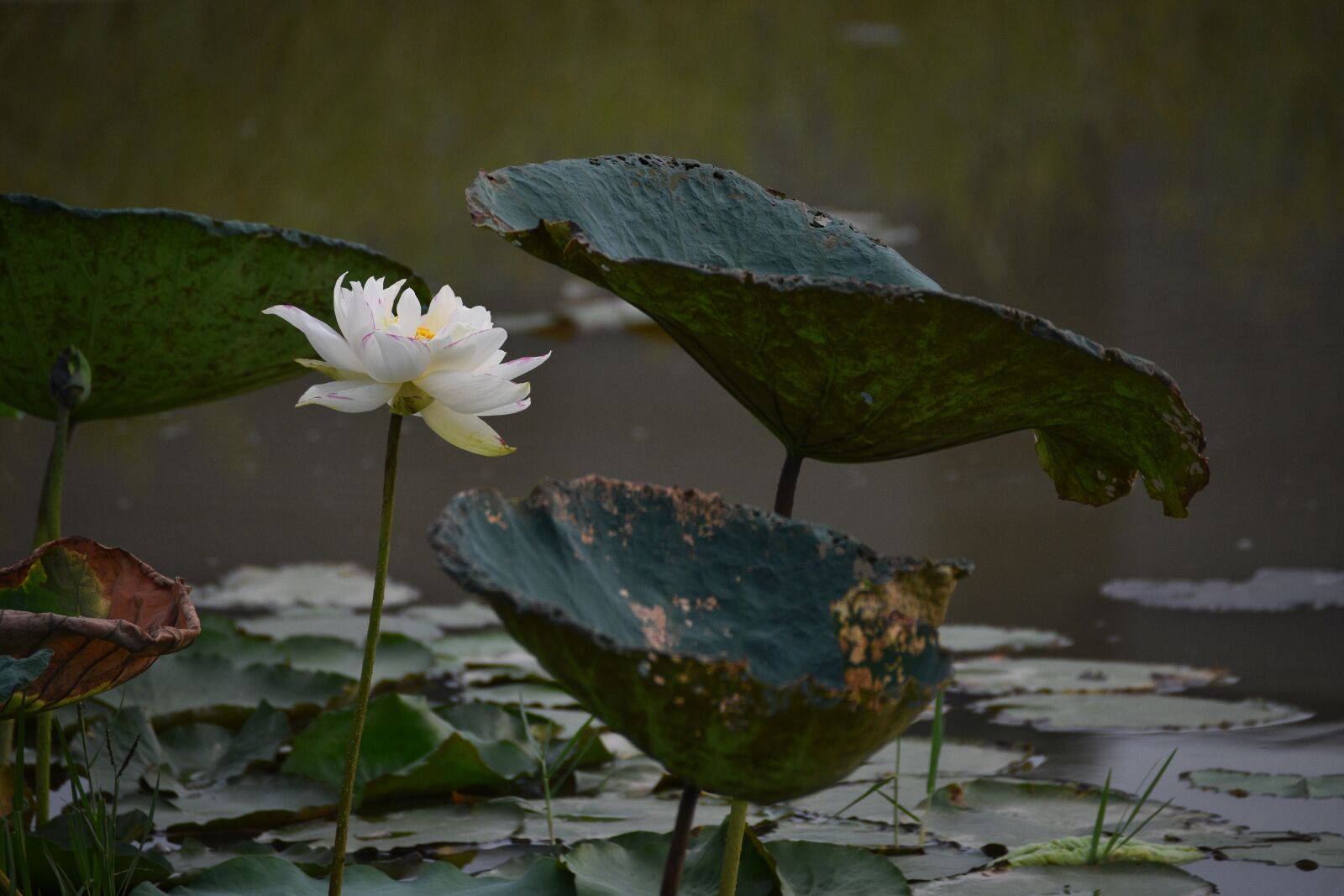 Nikon D7200 sample photo. Lotus, flower, lagoon photography
