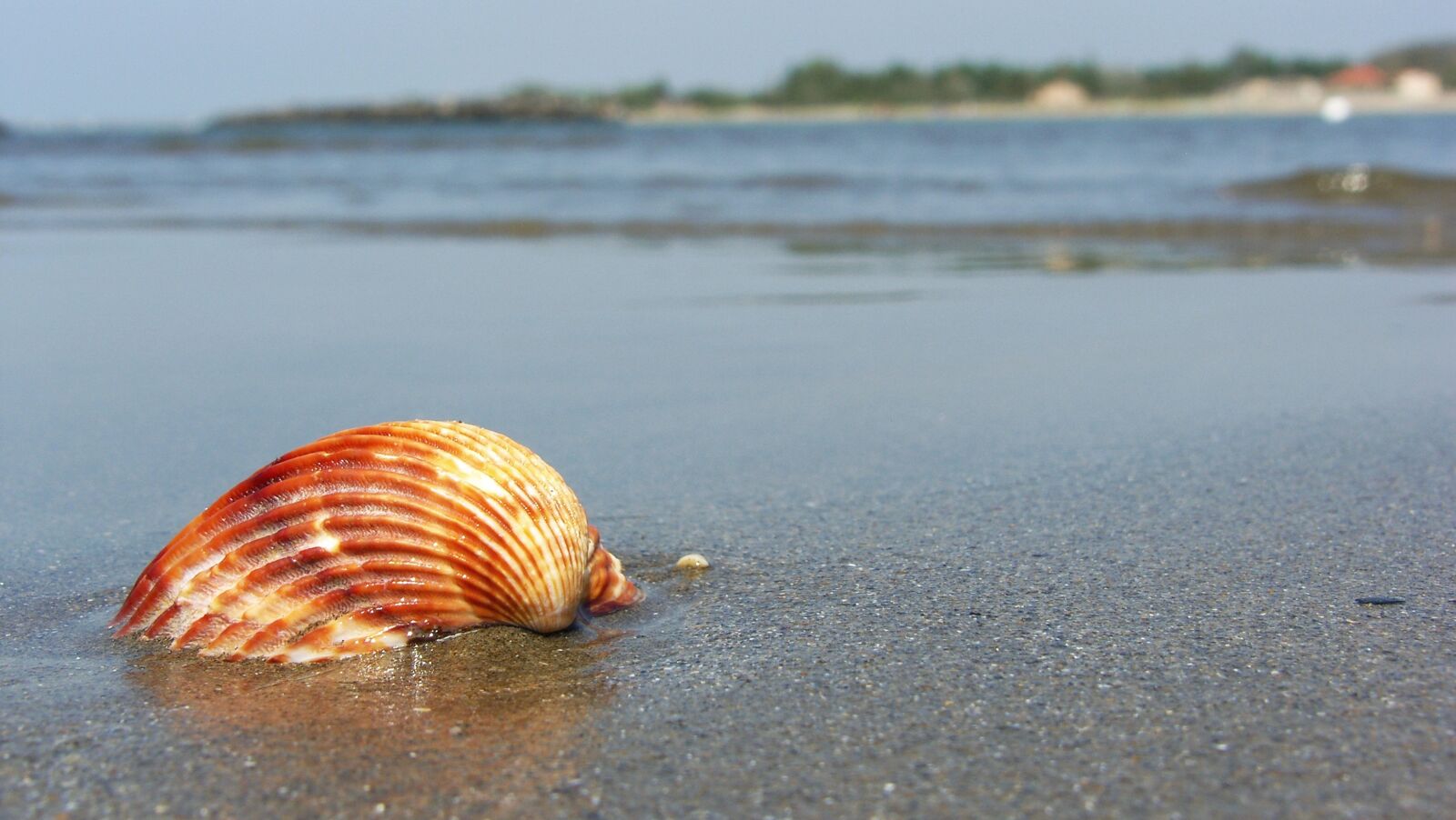 Samsung Pro 815 sample photo. Beach, sea, seashell photography