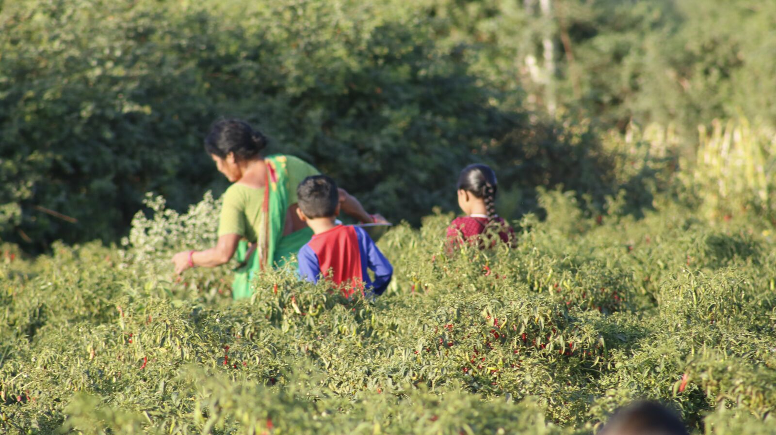 Canon EF75-300mm f/4-5.6 sample photo. Chilli, nature, spicy photography