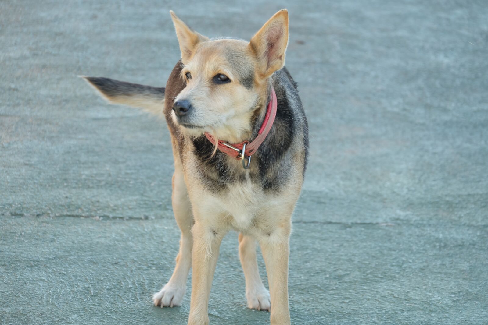 Fujifilm X-A2 sample photo. Dog, animal, pet photography
