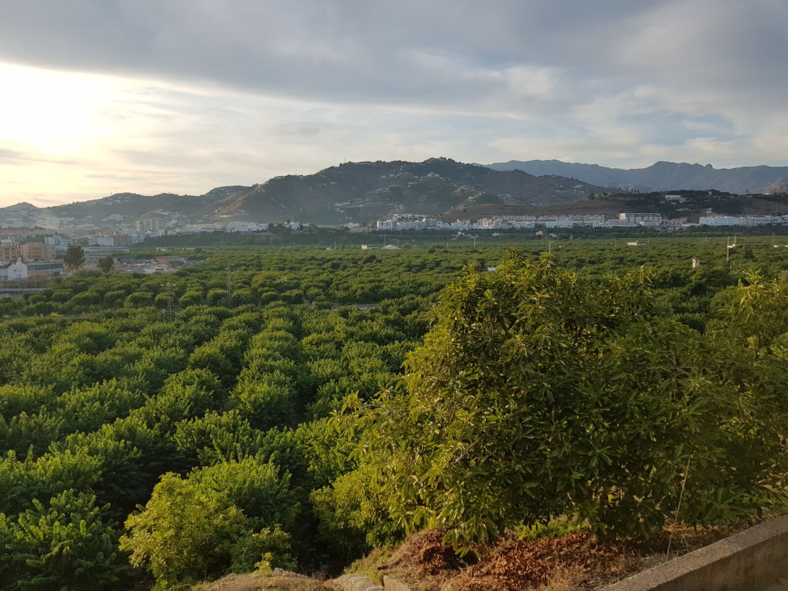 Samsung Galaxy S8 sample photo. Mango landscape, mango, almunecar photography