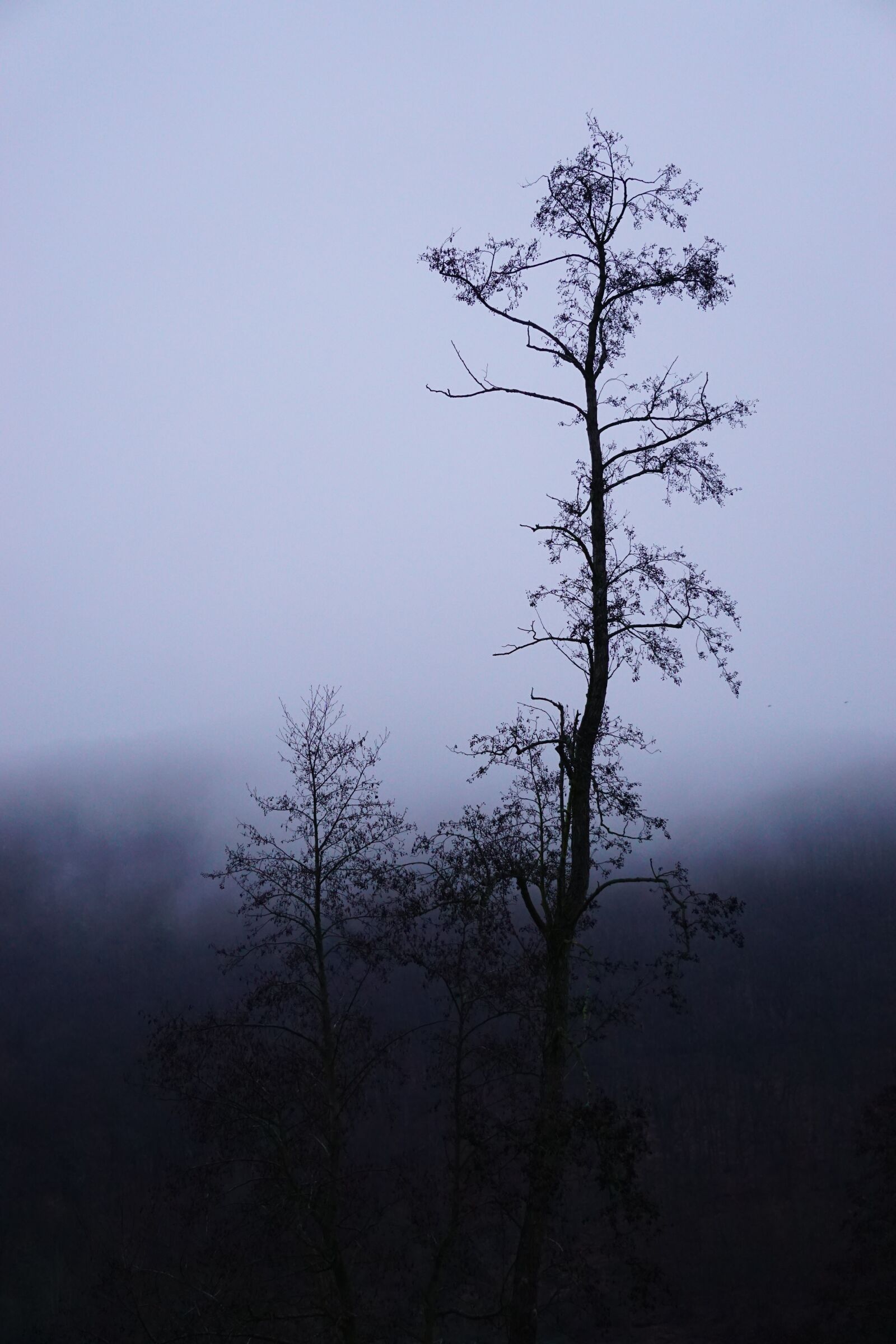 Sony E 55-210mm F4.5-6.3 OSS sample photo. Tree, fog, winter photography