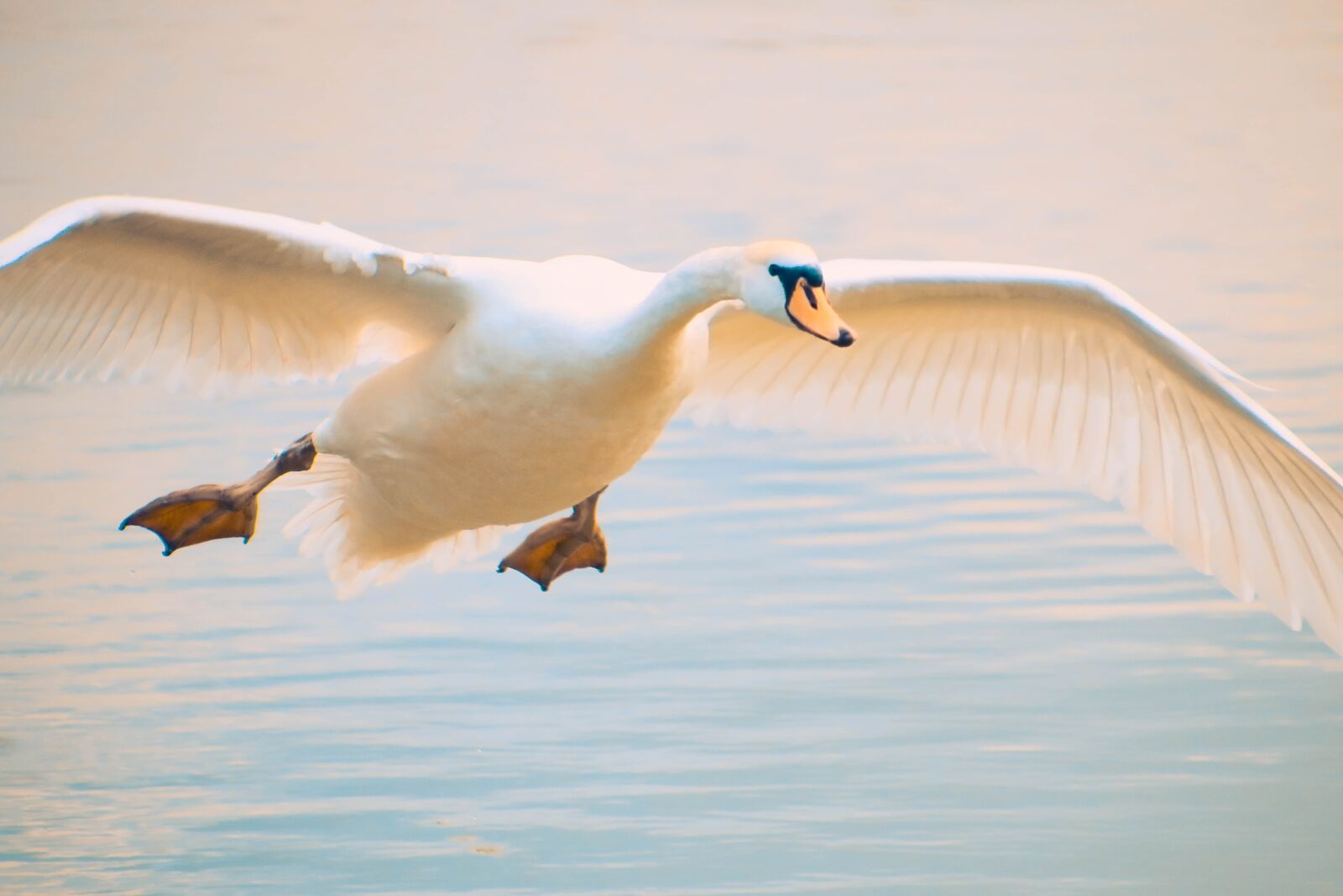 Canon EOS 70D sample photo. Swan, flight, bird photography