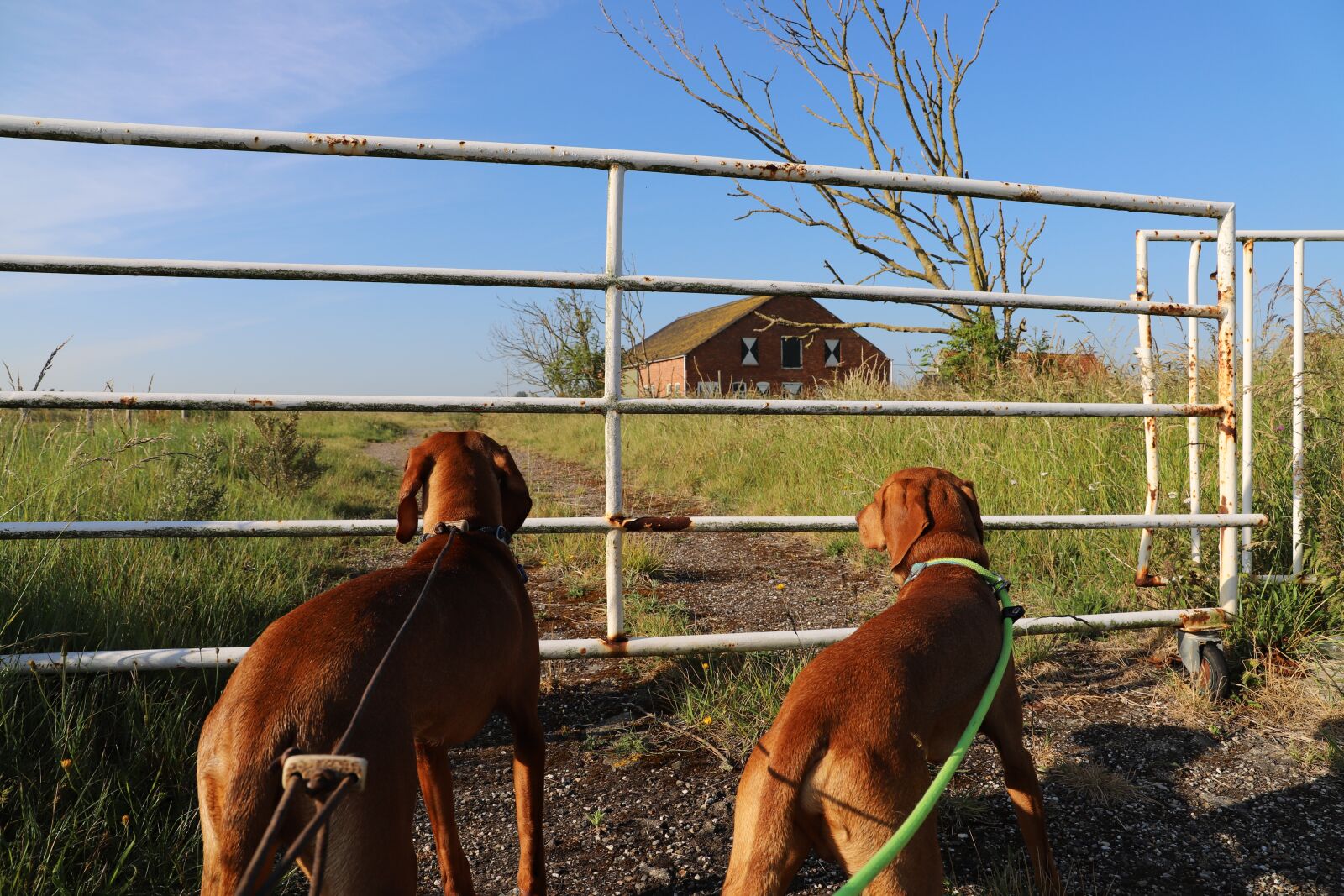 Canon EF 24-105mm F3.5-5.6 IS STM sample photo. Dogs, farm, barn photography