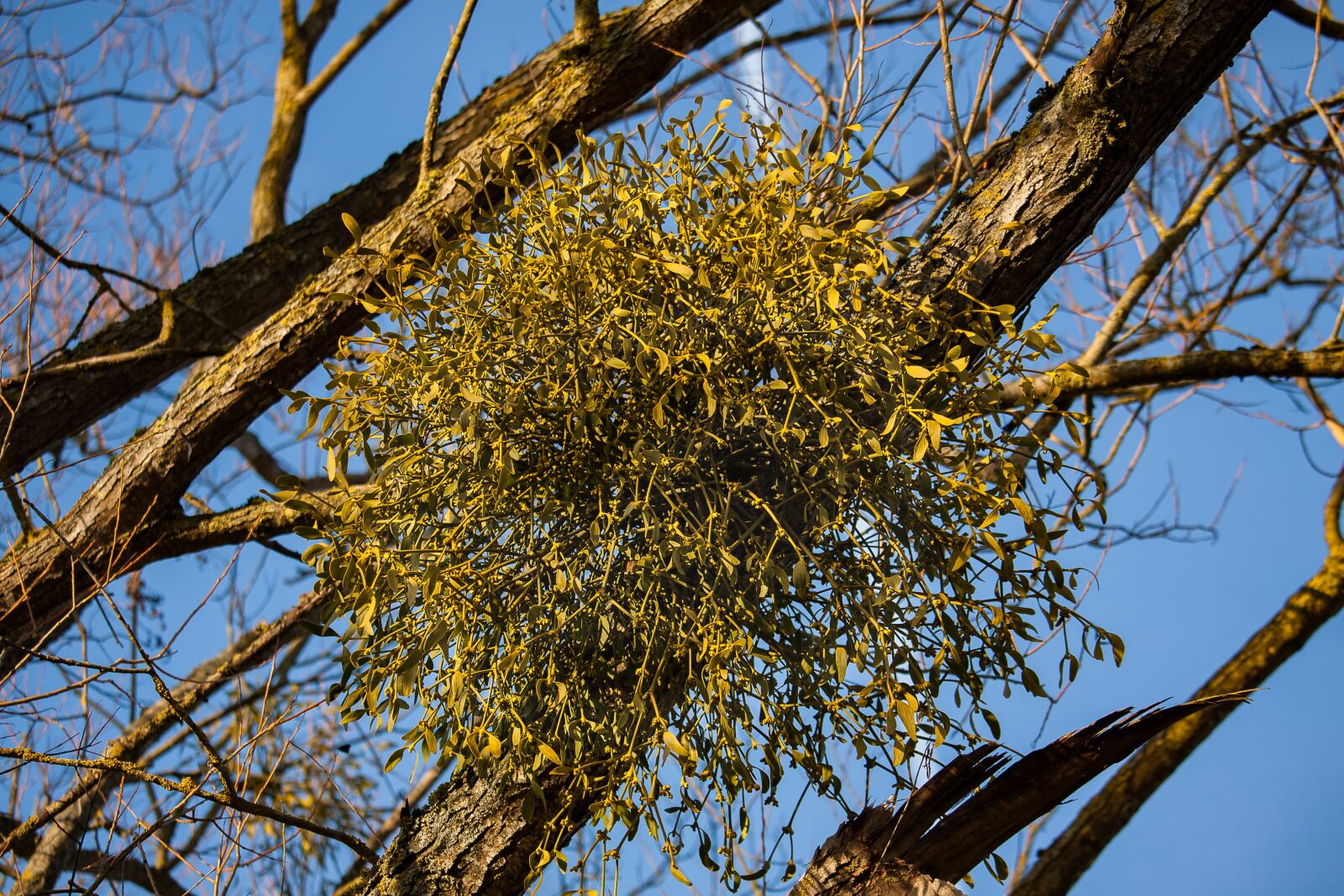 Canon EOS 50D + Canon EF-S 55-250mm F4-5.6 IS STM sample photo. Mistletoe, tree, tree plant photography