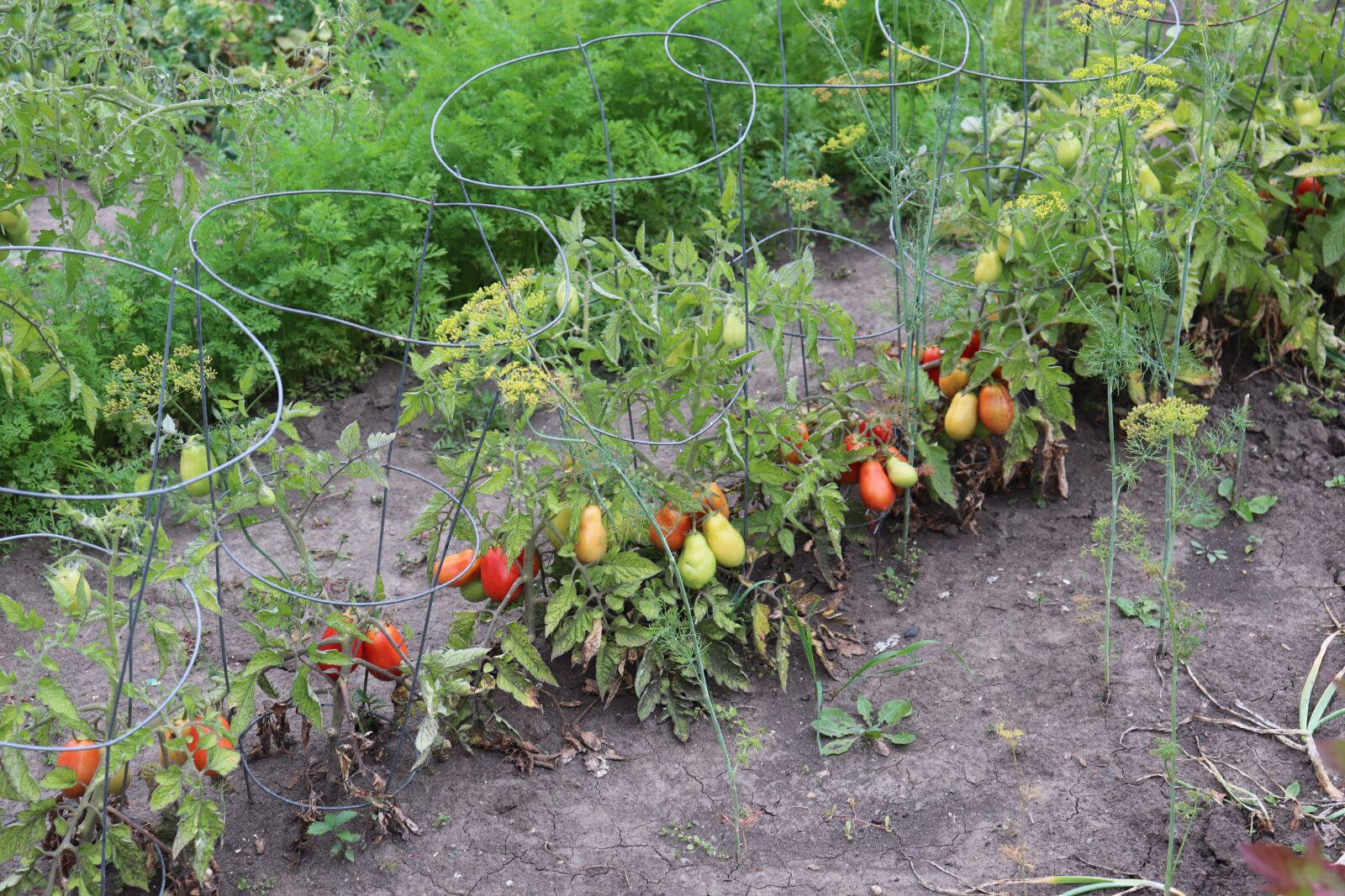 Canon EOS 800D (EOS Rebel T7i / EOS Kiss X9i) + Canon EF-S 18-55mm F4-5.6 IS STM sample photo. Tomatoes, green, vegetables photography