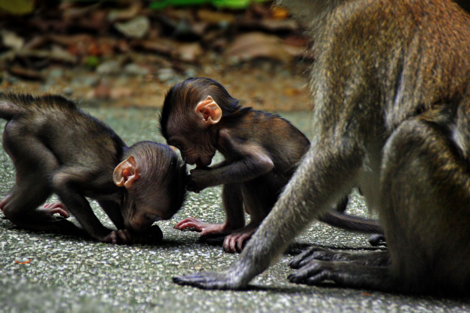 Nikon D3100 sample photo. Monkey, baby, cute photography