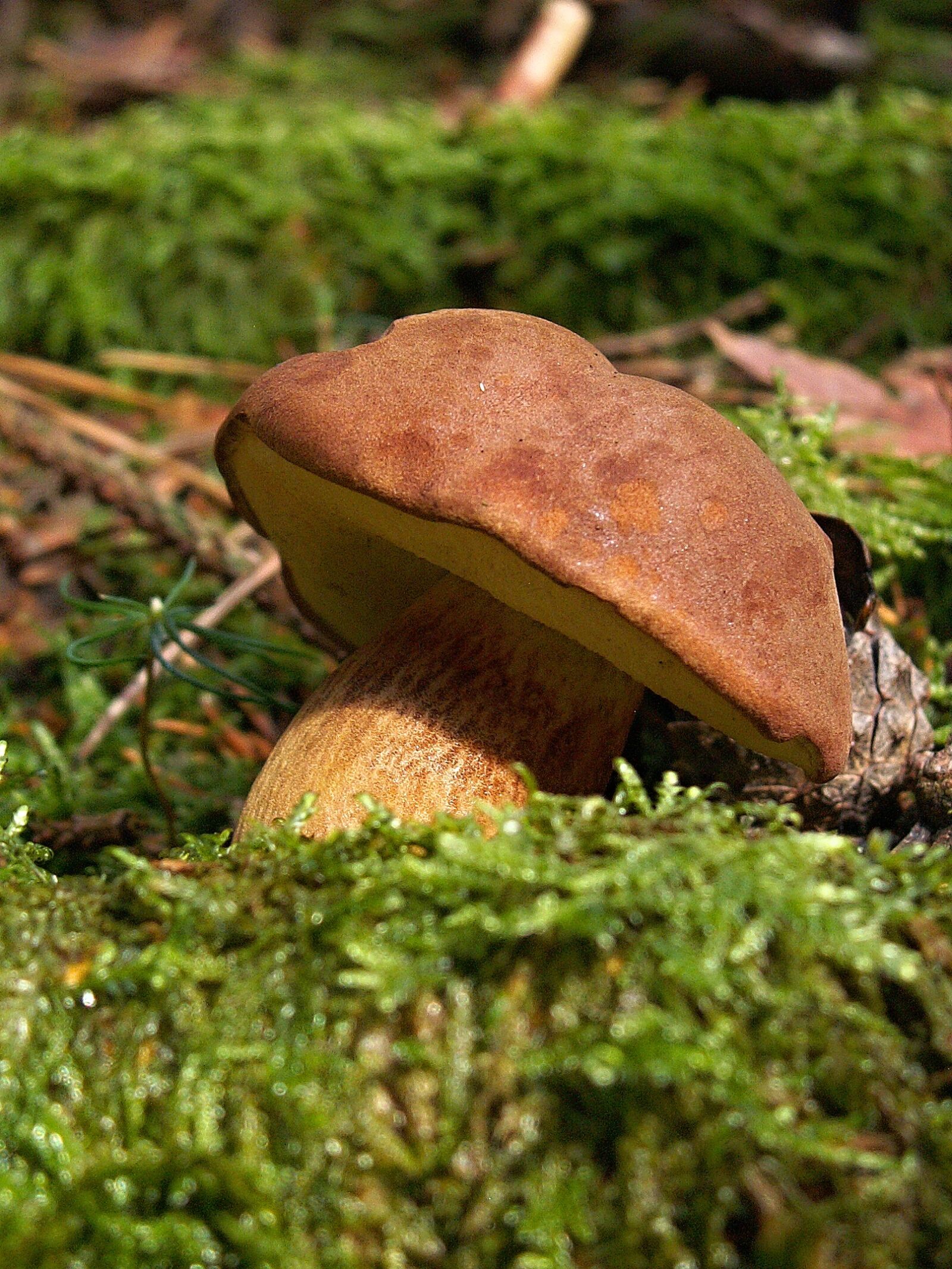 KONICA MINOLTA DiMAGE Z3 sample photo. Fungus, boletus, bun photography