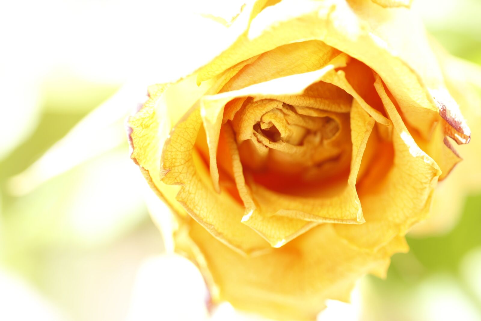 Canon EOS 1000D (EOS Digital Rebel XS / EOS Kiss F) sample photo. Rose, flower, plant photography