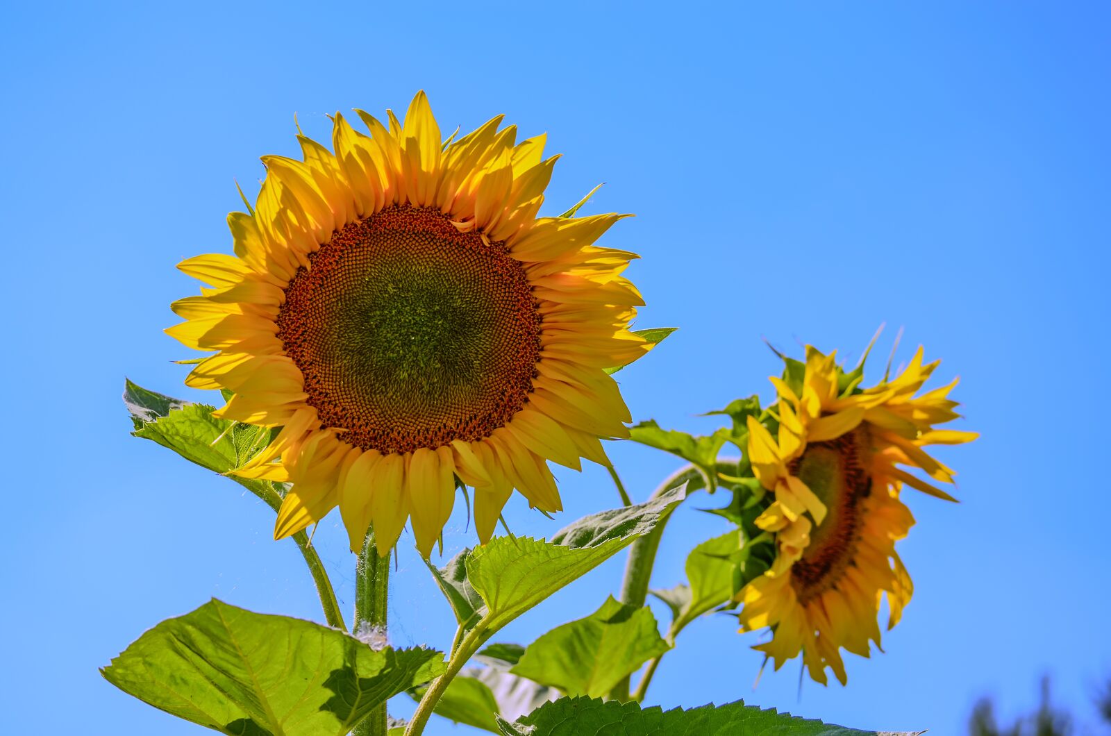 Nikon D5100 sample photo. Sunflower, summer, sunshine photography