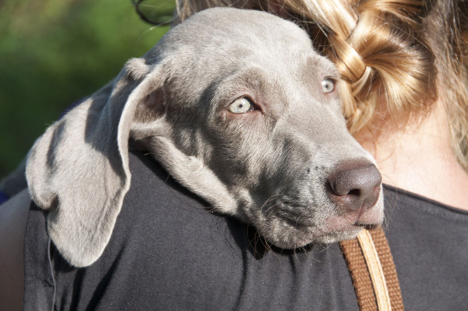 Nikon D300 sample photo. Animals, dog, a friend photography