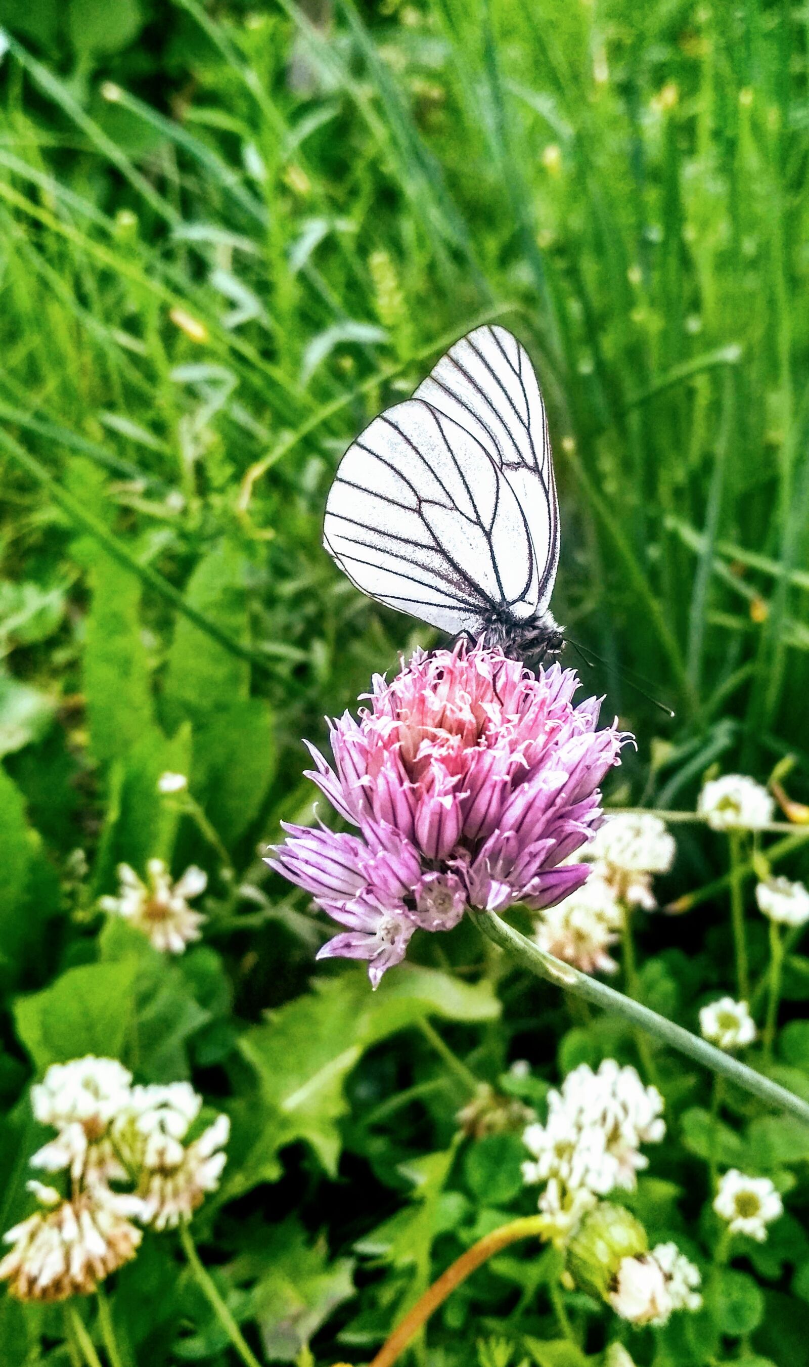 Xiaomi Redmi 4X sample photo. Pink, white, spring photography