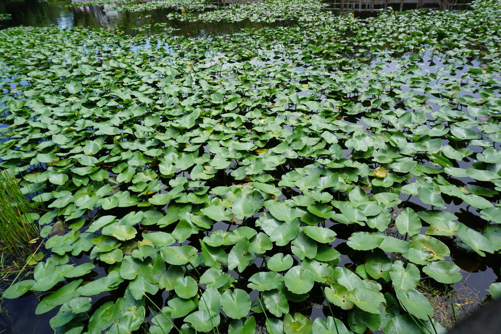 Sony a6000 sample photo. Leaf, flora, pool photography